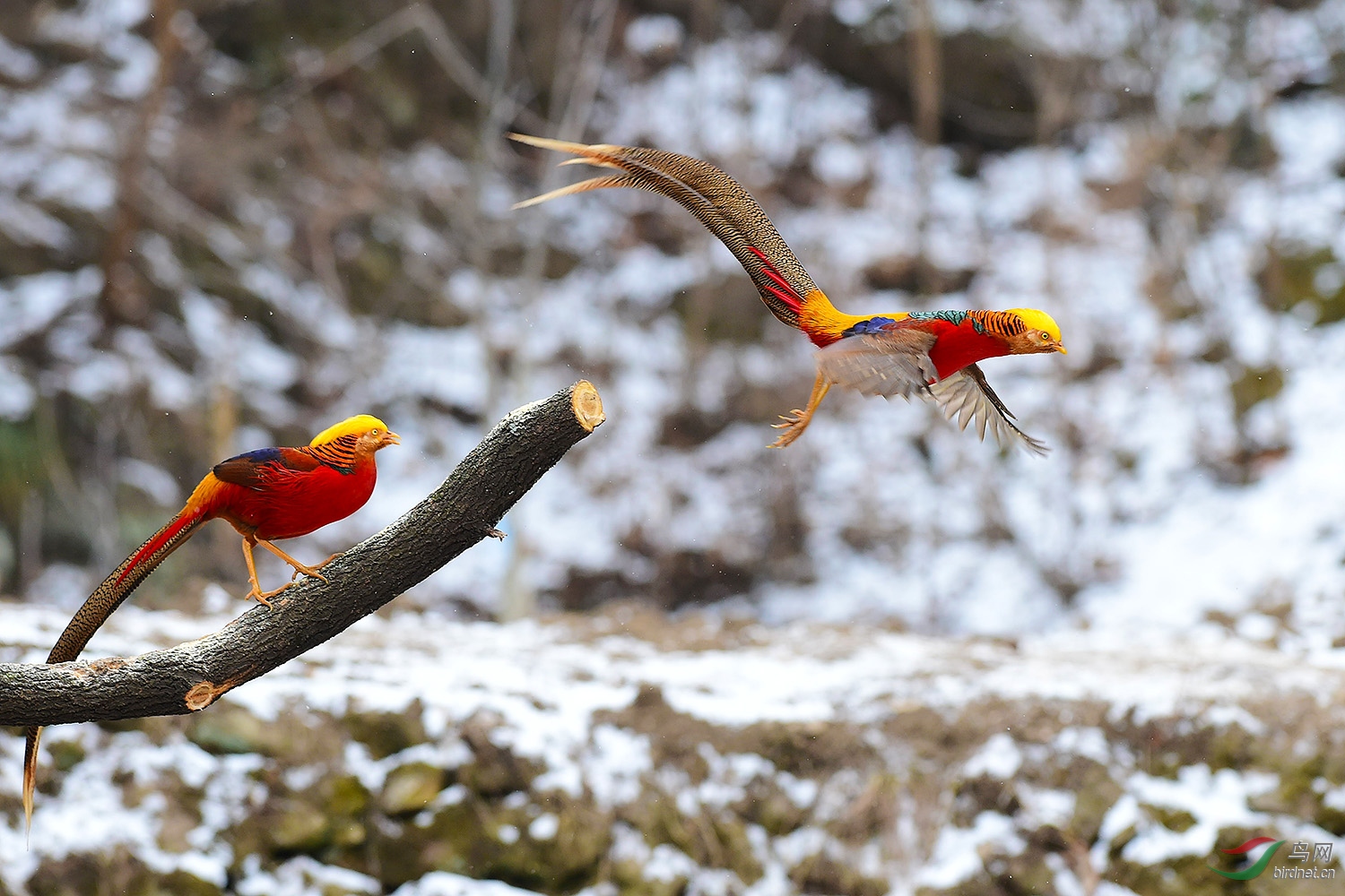 DSC_3392fb.jpg
