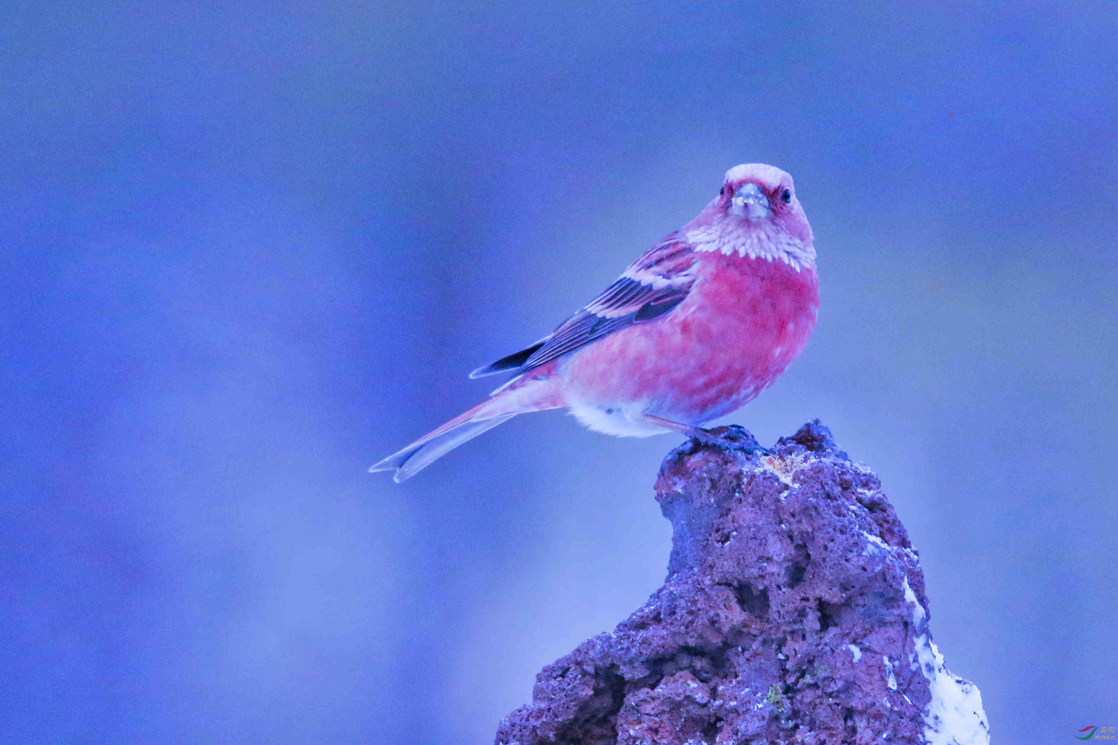 ��ע 2019-12-31 1827481.jpg