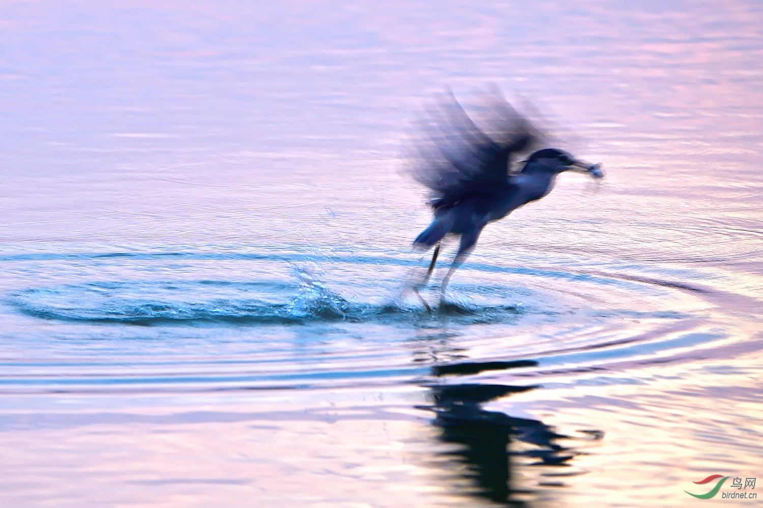_DSC7222_15255a.jpg