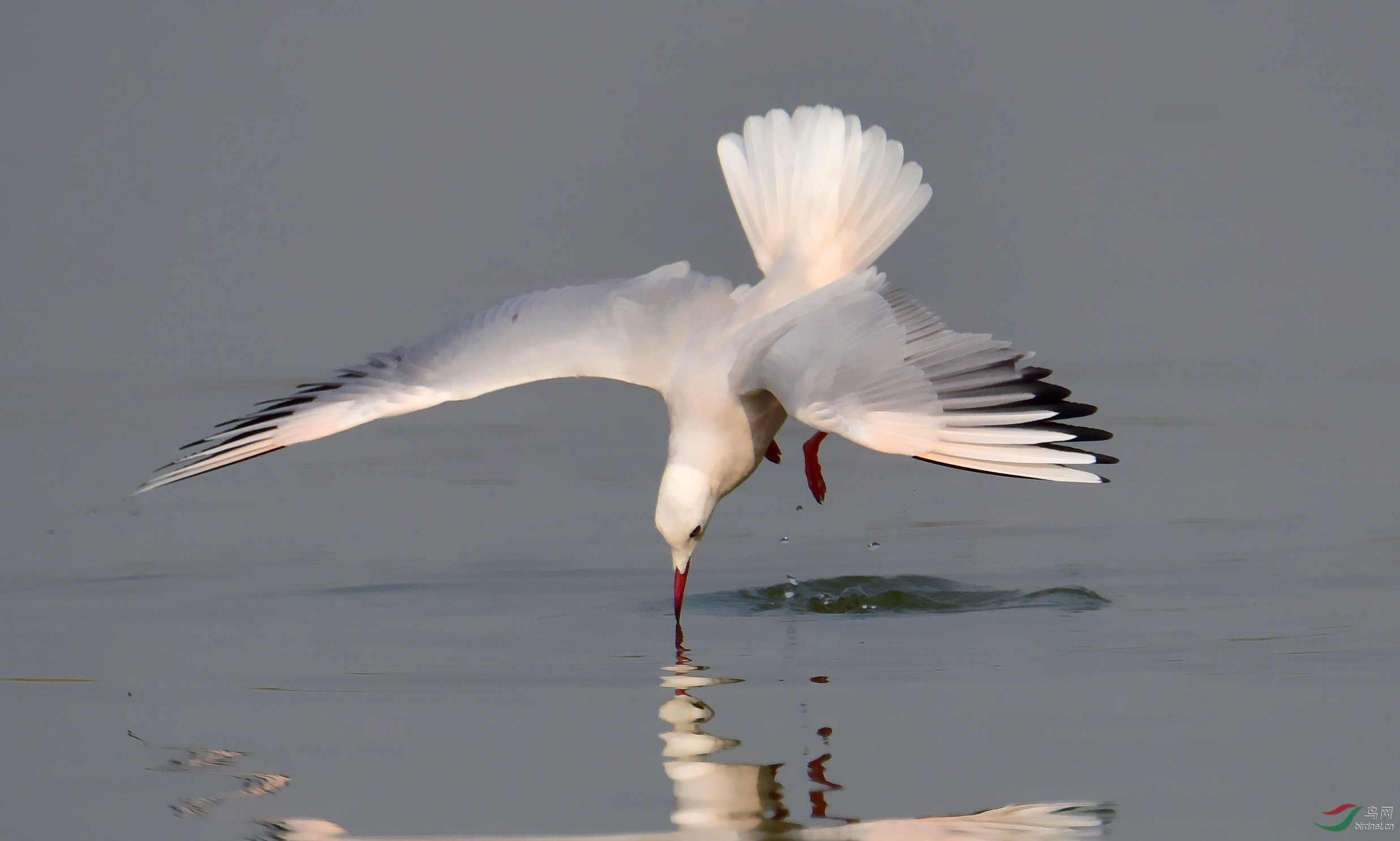 DSC_4171_conew2.jpg