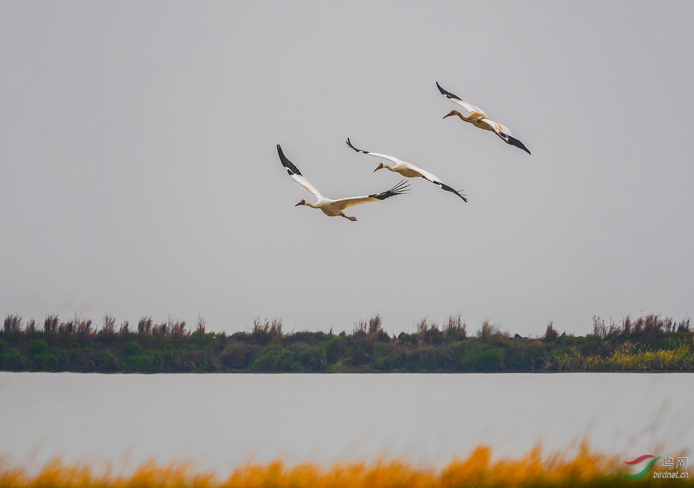 DSC_38616y.jpg