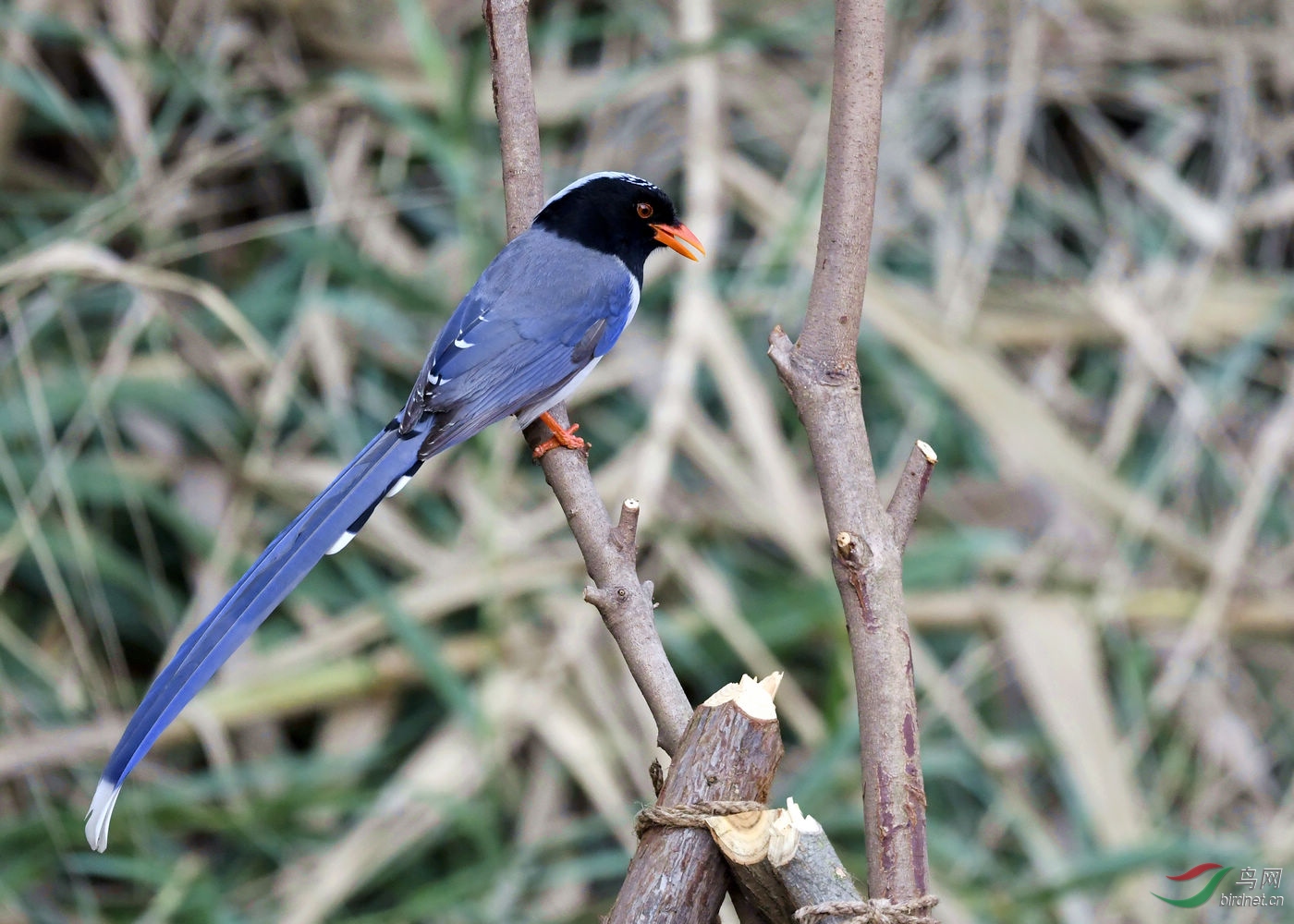 DSC_0143.jpg