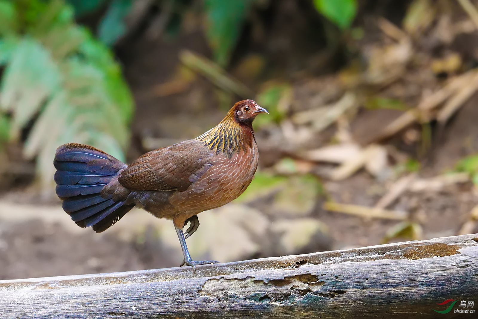 BN7I5690p.jpg