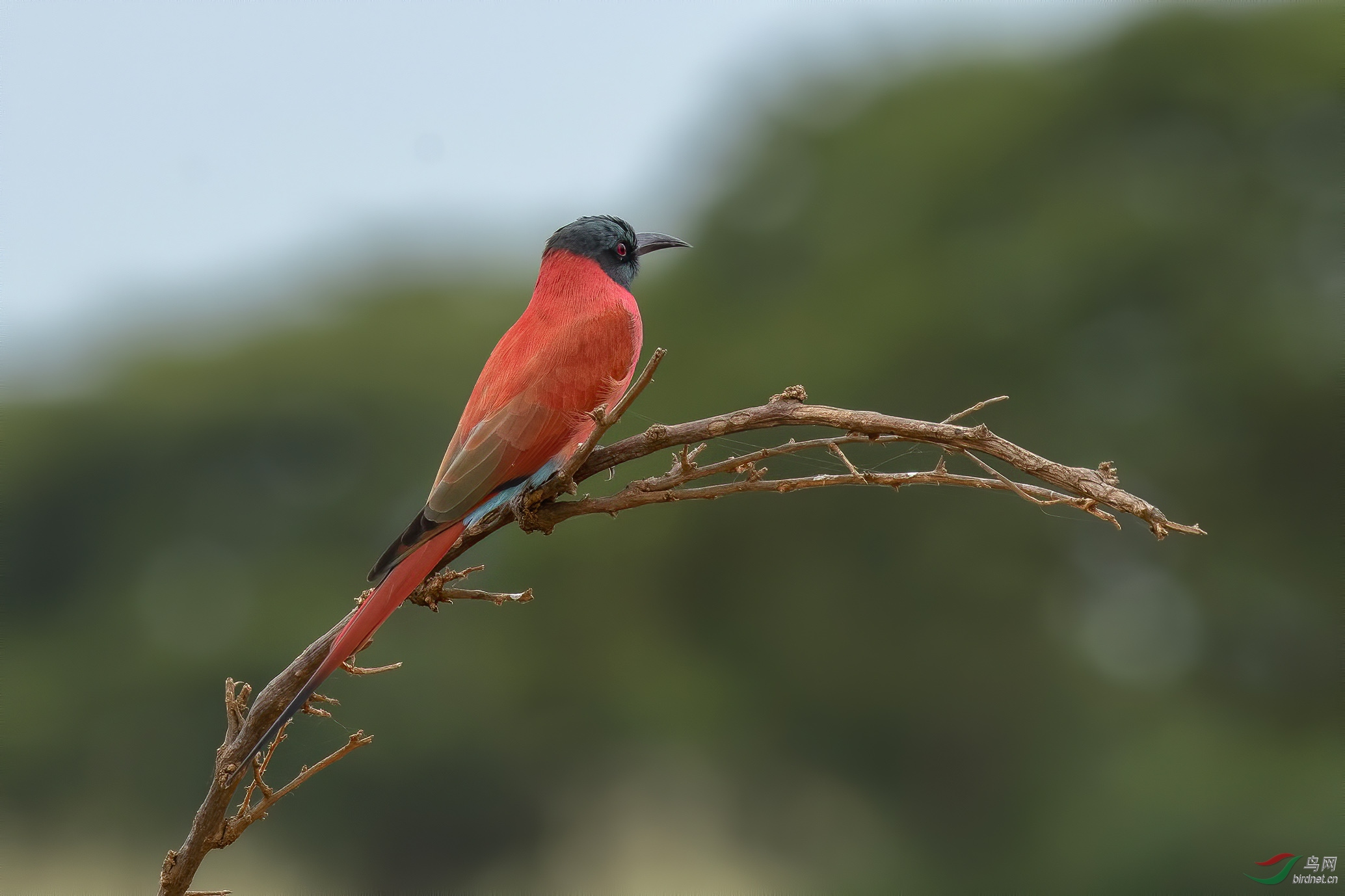 红蜂虎(northern carmine bee-eater)@乌干达共和国