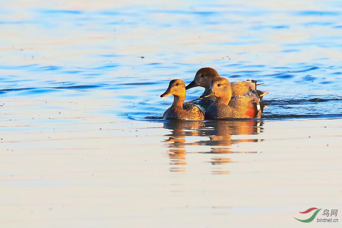 ��׷����