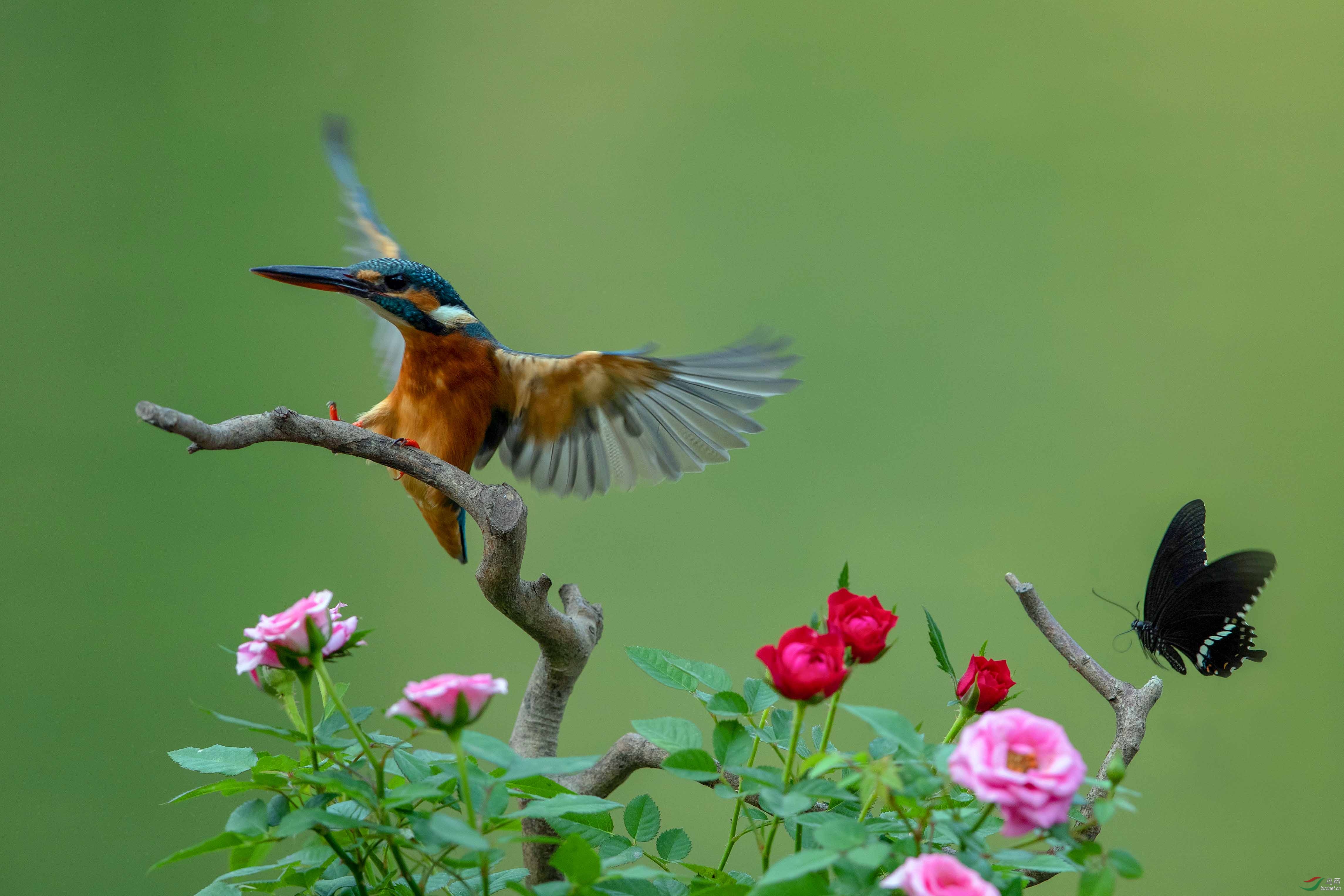 翠鸟上枝蝶舞花