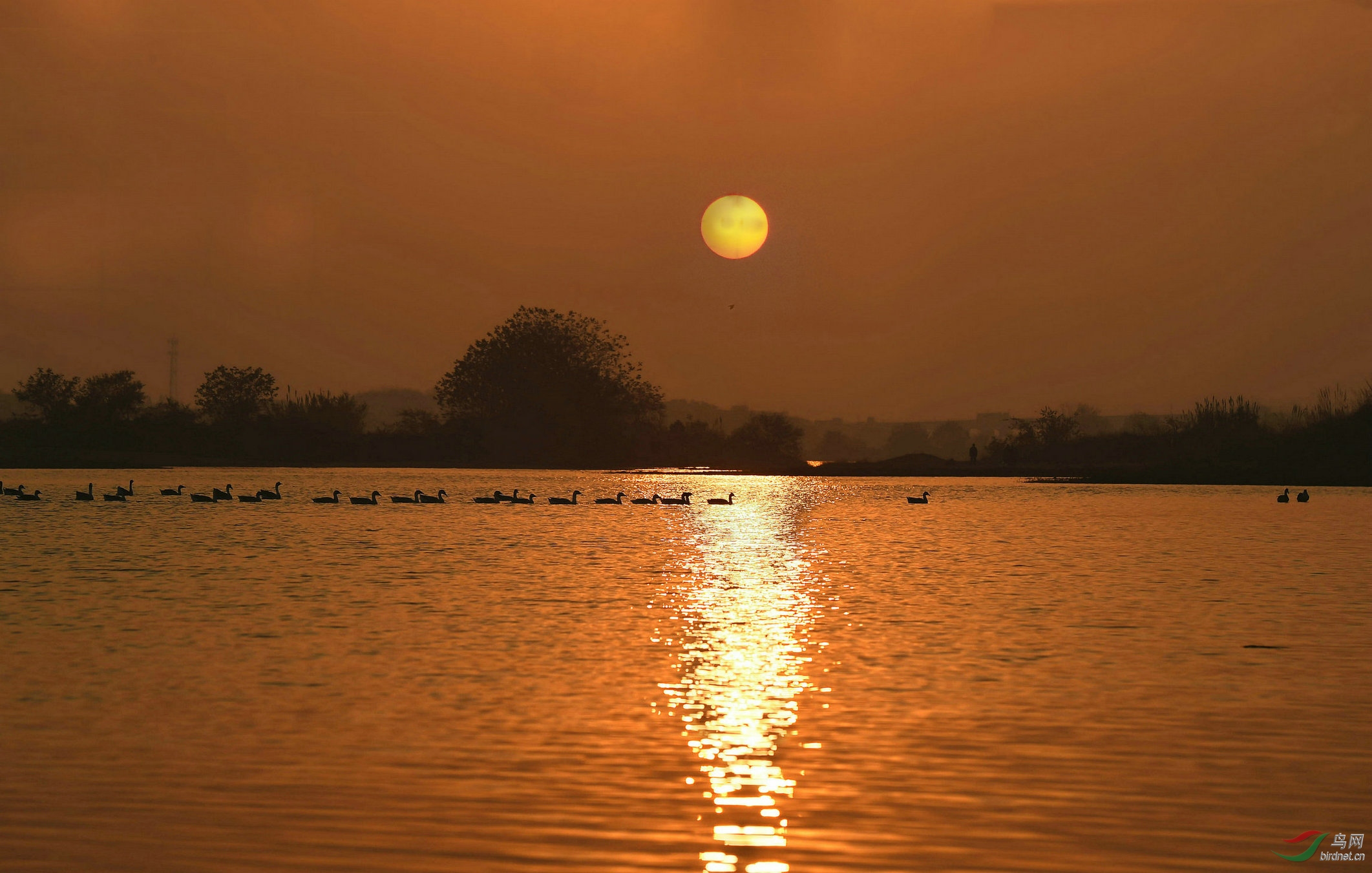 夕阳群雁图