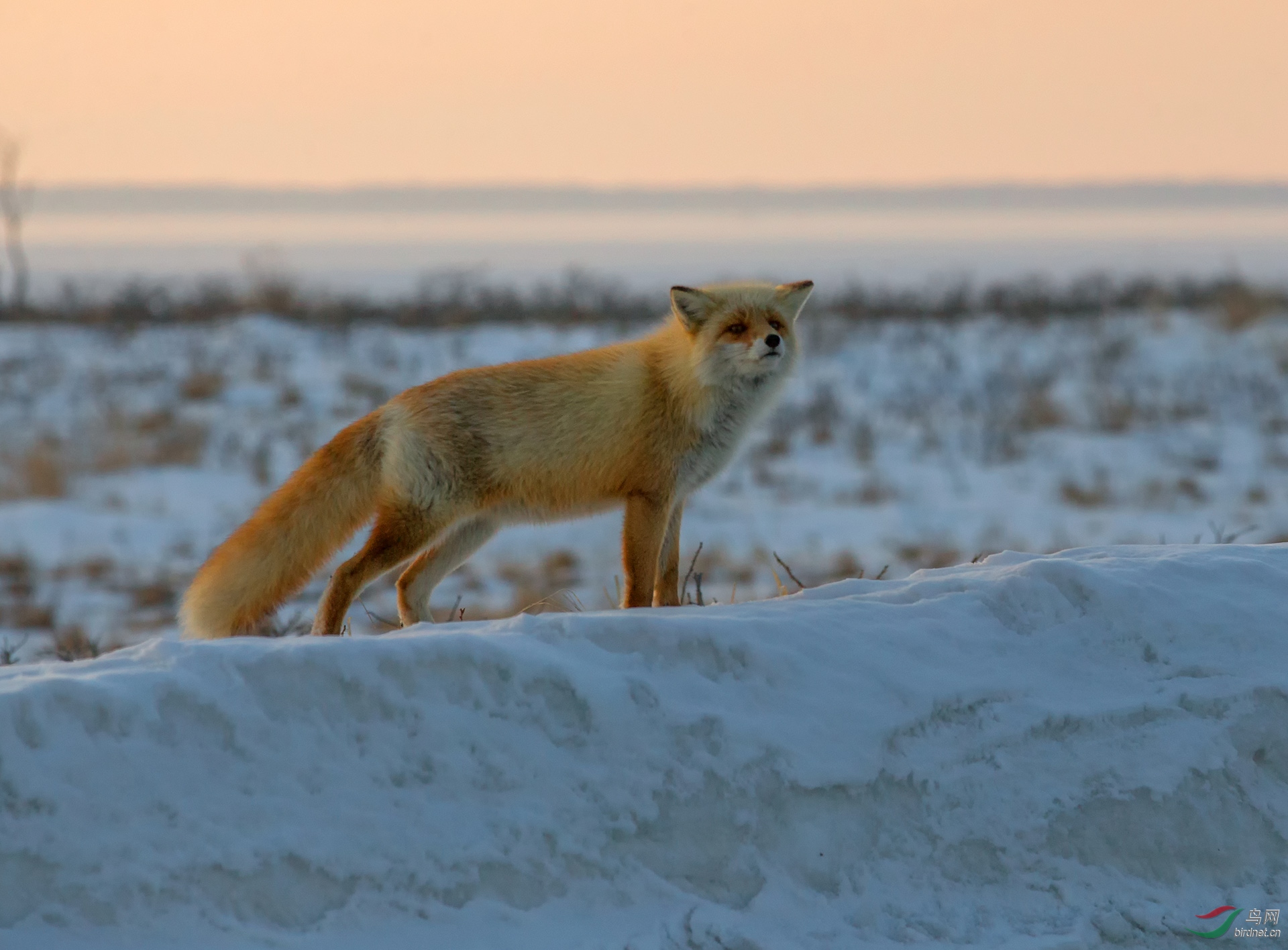 赤狐新年快乐恭贺老师佳作获动物精华