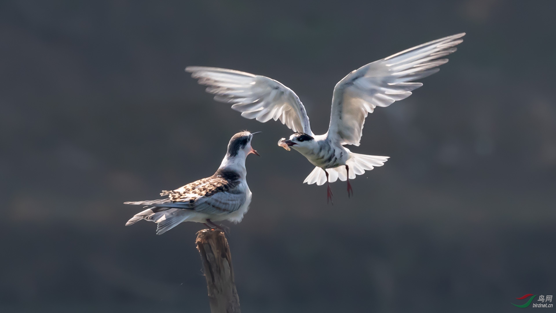 �����������ˣ�