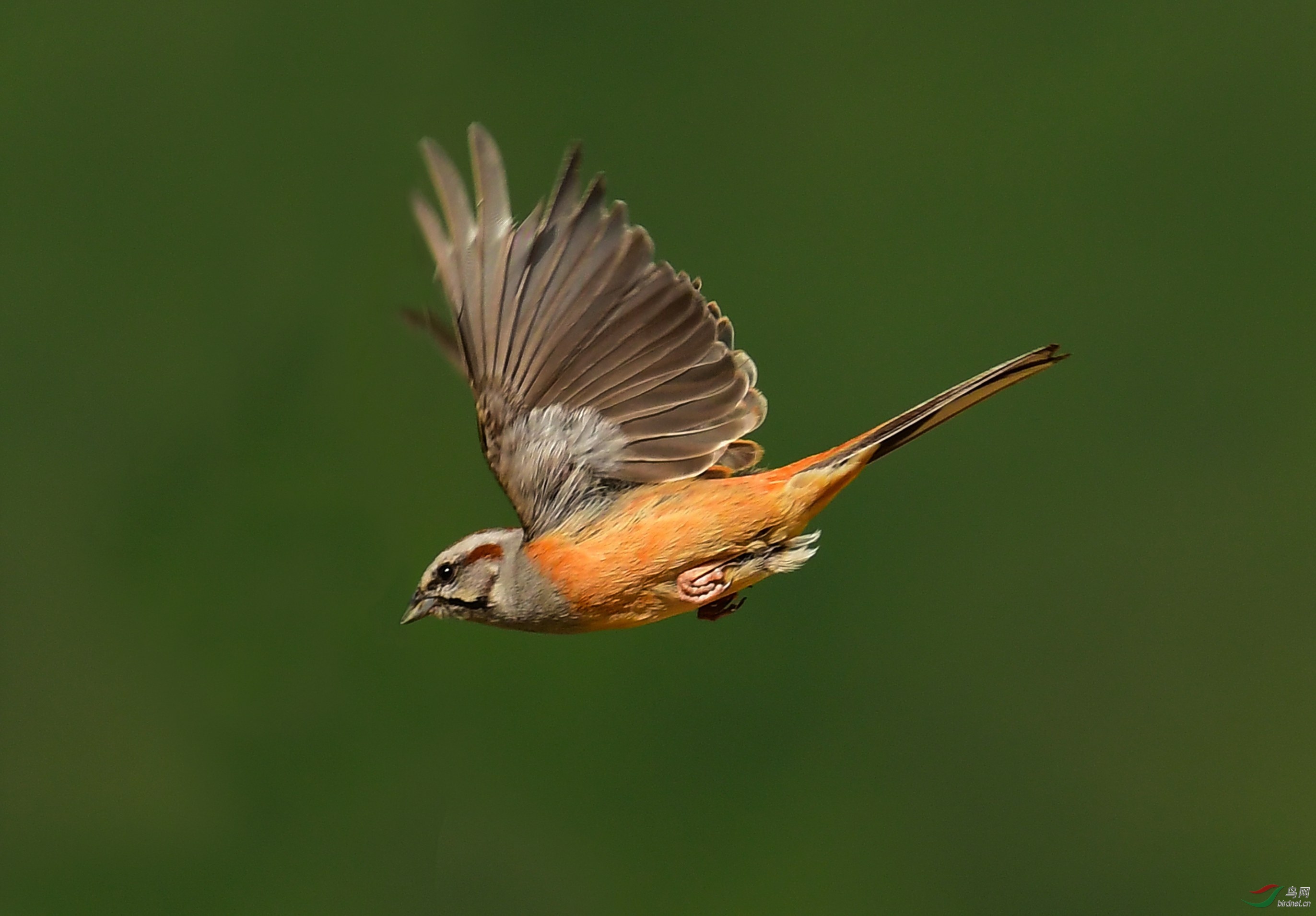 DSC_7303.JPG