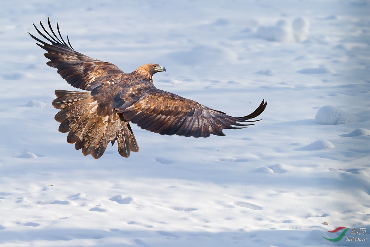 翱翔雪原的金雕