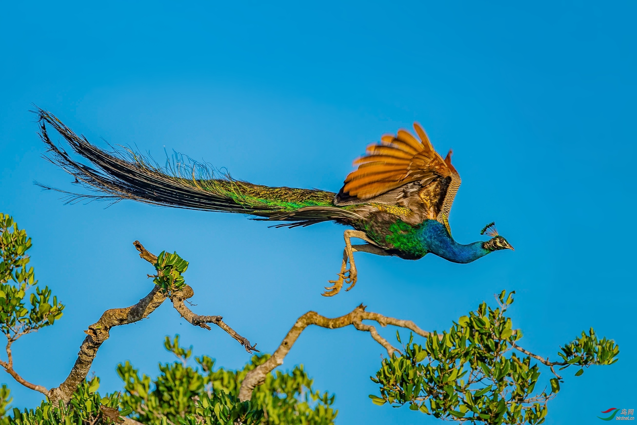 草木谷子老师作品----孔雀于飞--斯里兰卡野生绿孔雀  荣获2019年12月