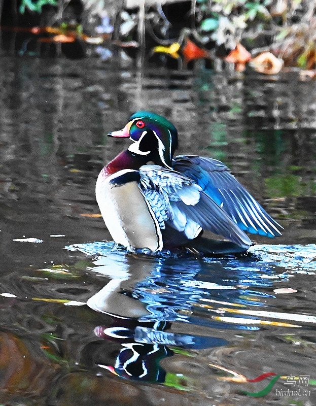 DSC_7803--_����.jpg