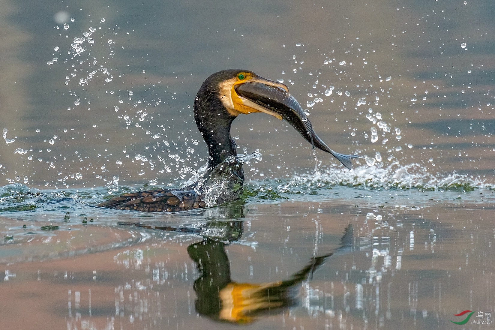 DSC_6331.jpg