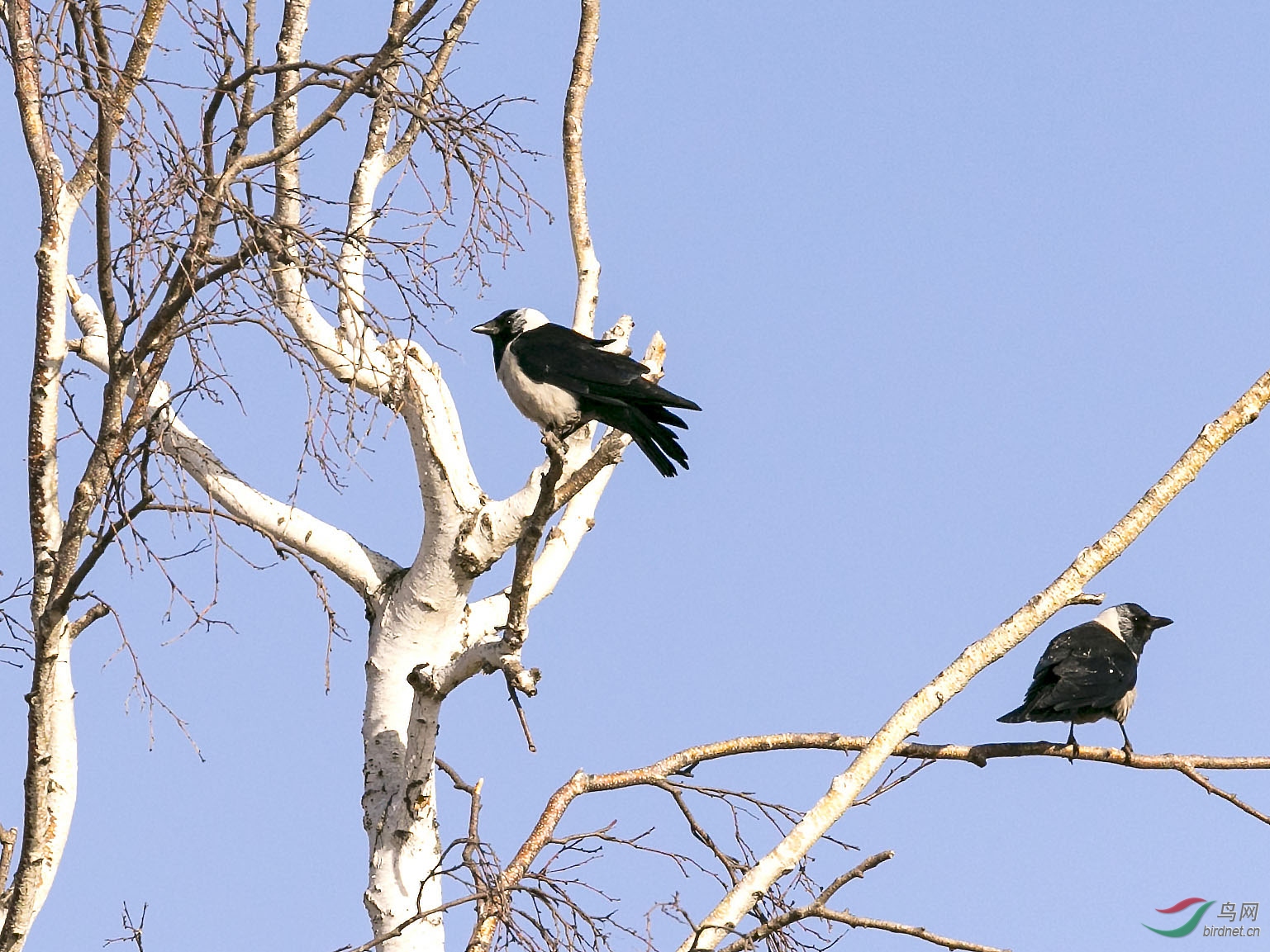 i6w3760达乌里寒鸦.jpg