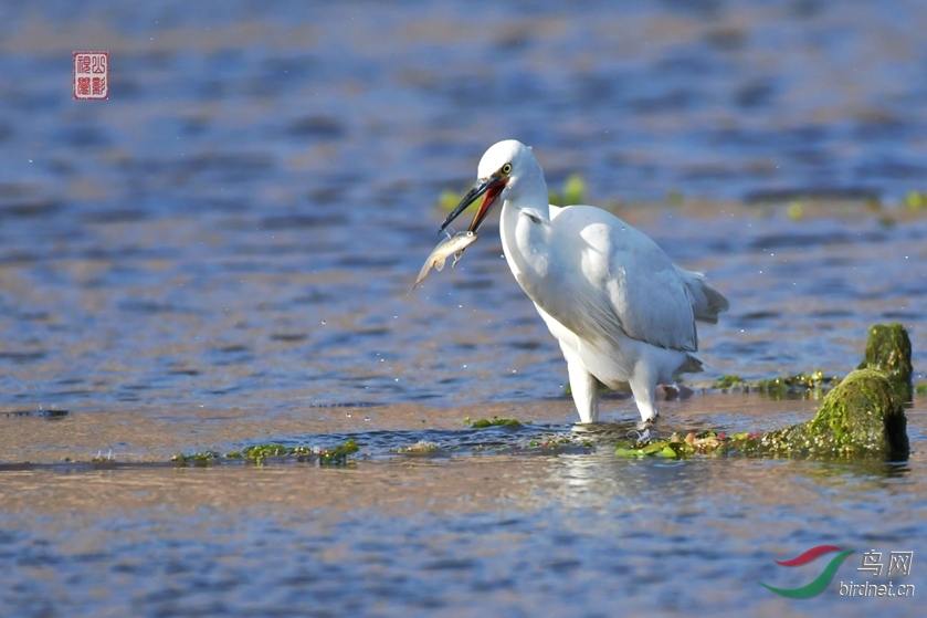 DSC_7203 - ����.JPG