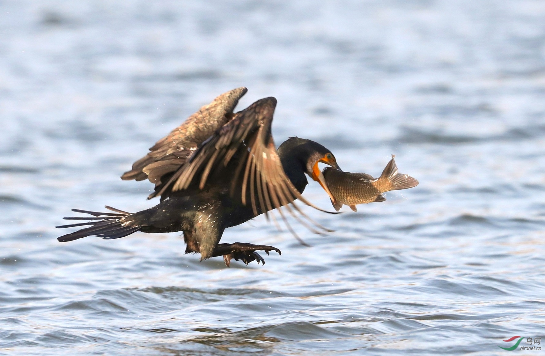 A15I0051 - ����.JPG