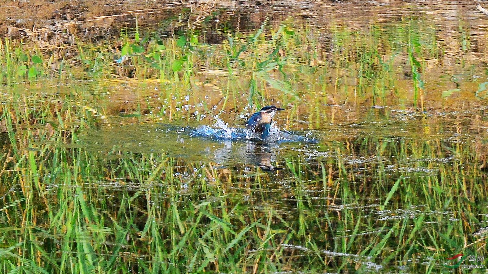 DSC_5950.JPG