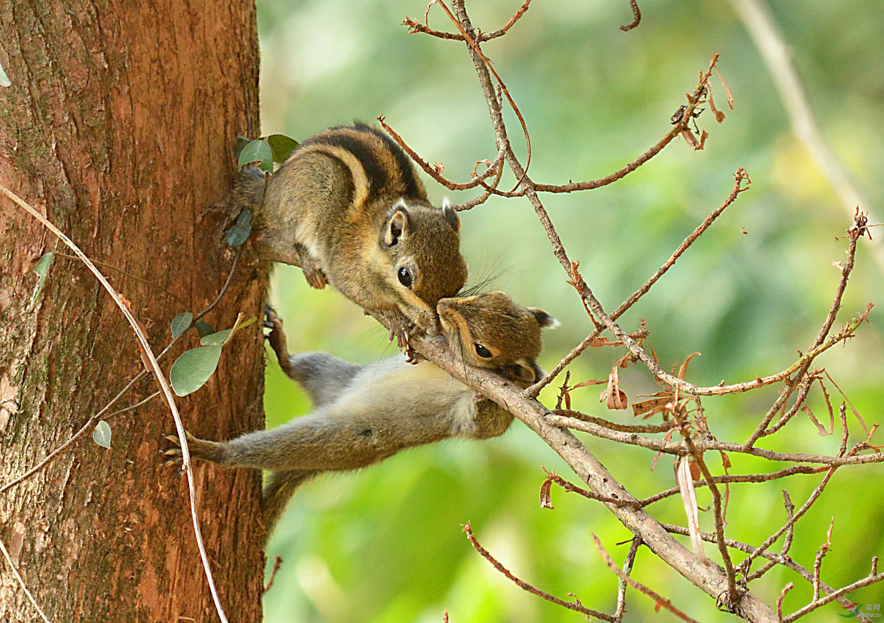 [动物] 嬉戏---2020年的祝福 (贺获动物精华)