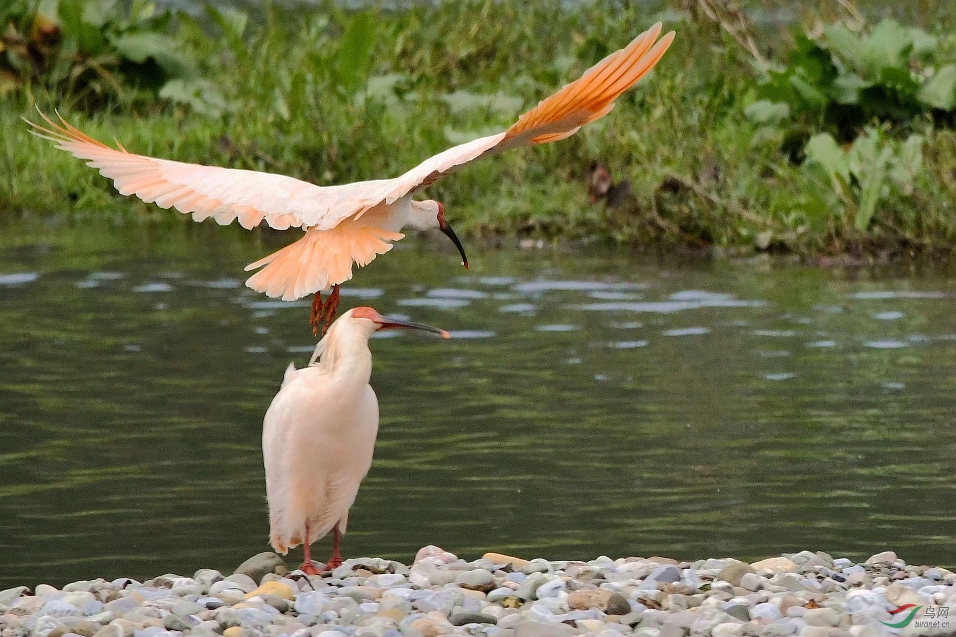 NIKON CORPORATION_NIKON D500_6725680-6728129_000.JPG