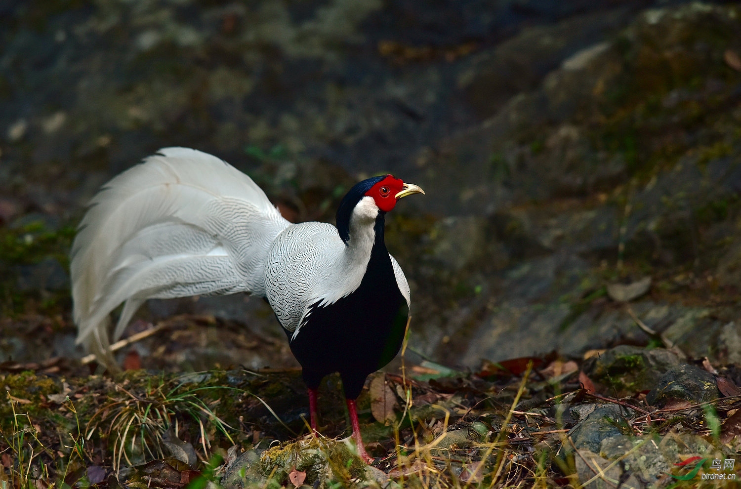 D8I_0675.jpg