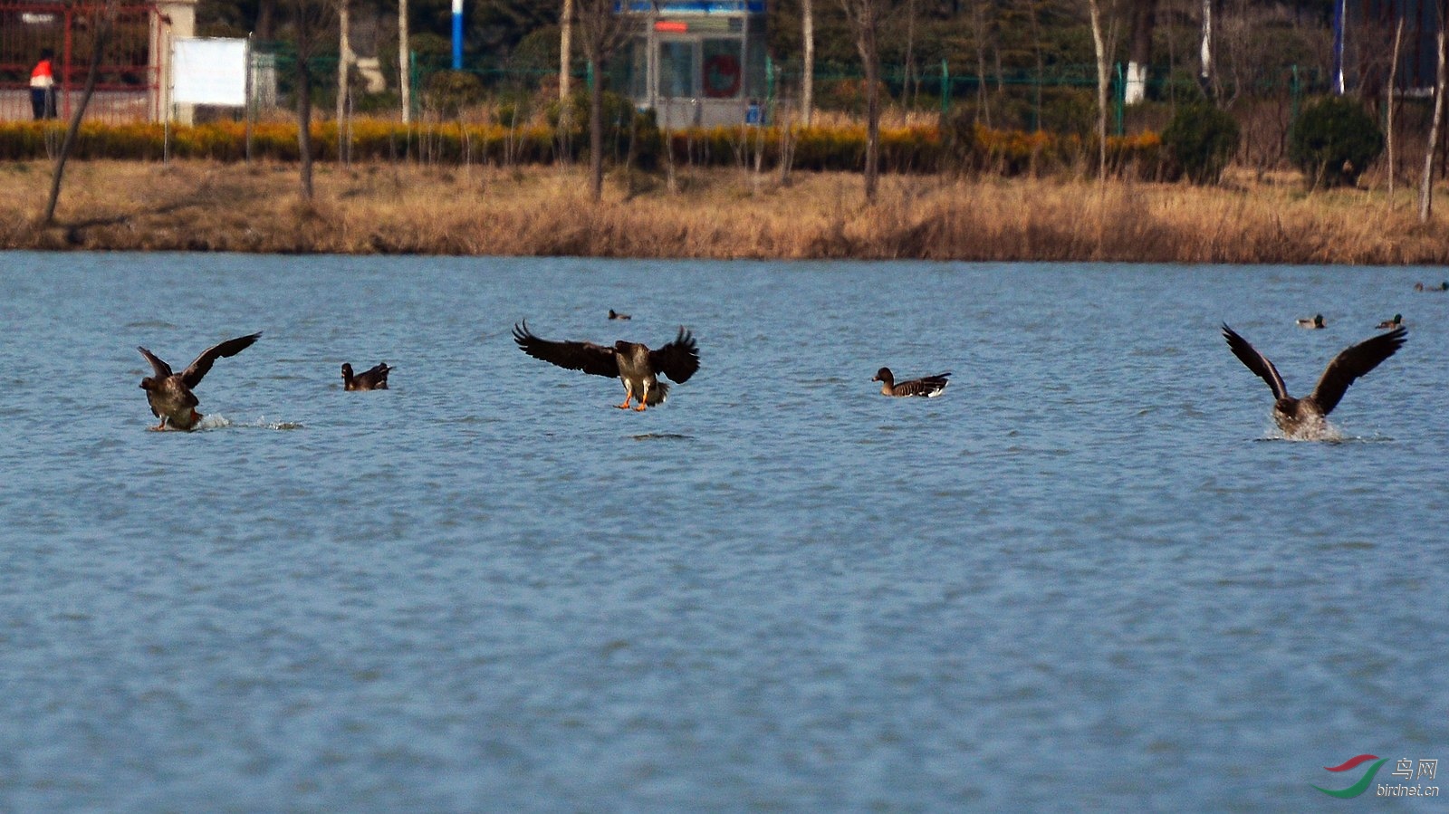 DSC_0916.JPG