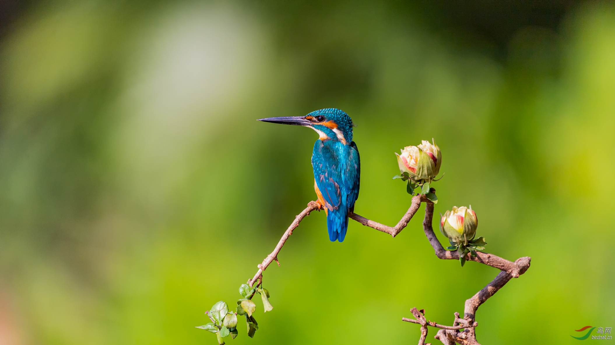 ��ͨ����