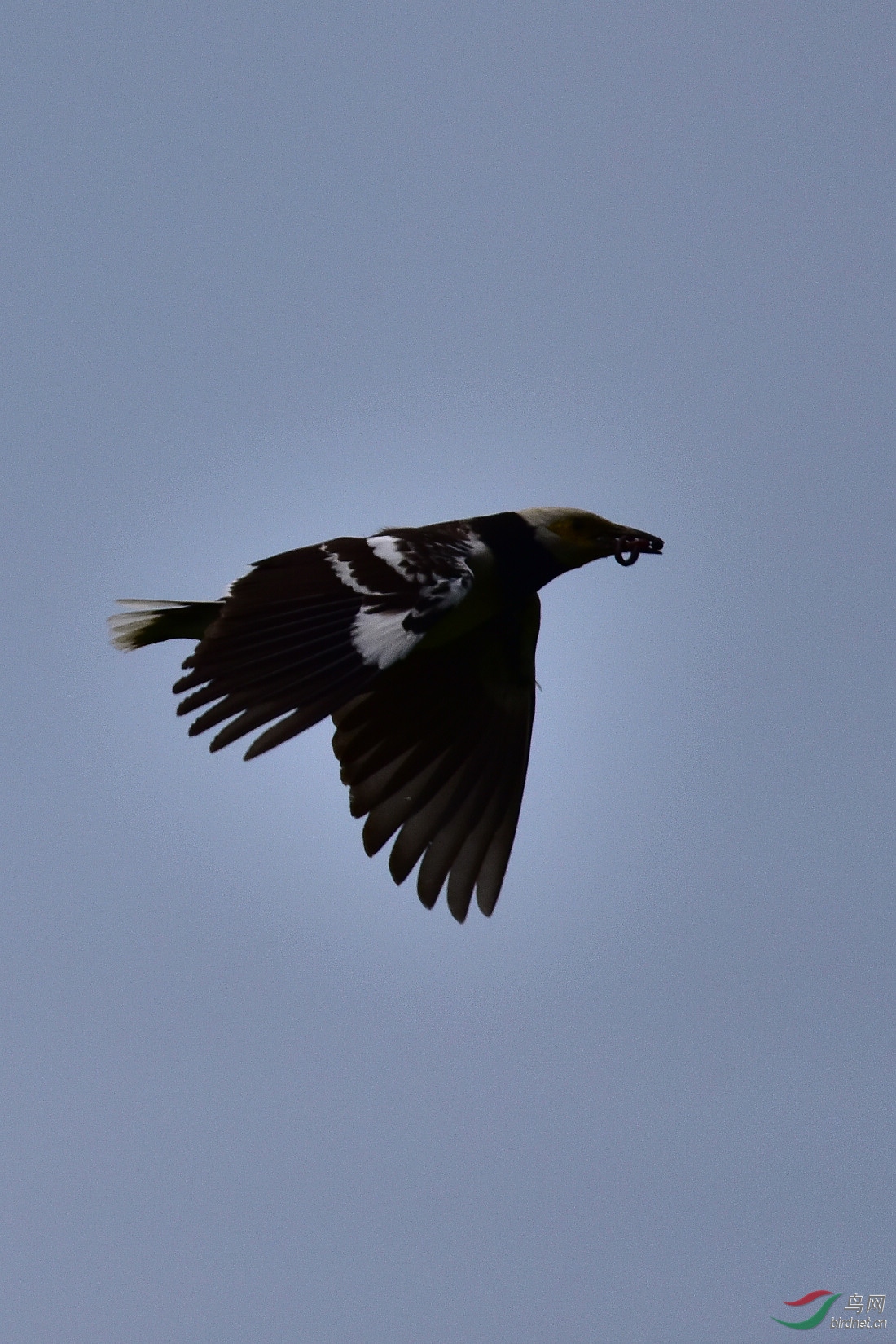 DSC_0770.JPG