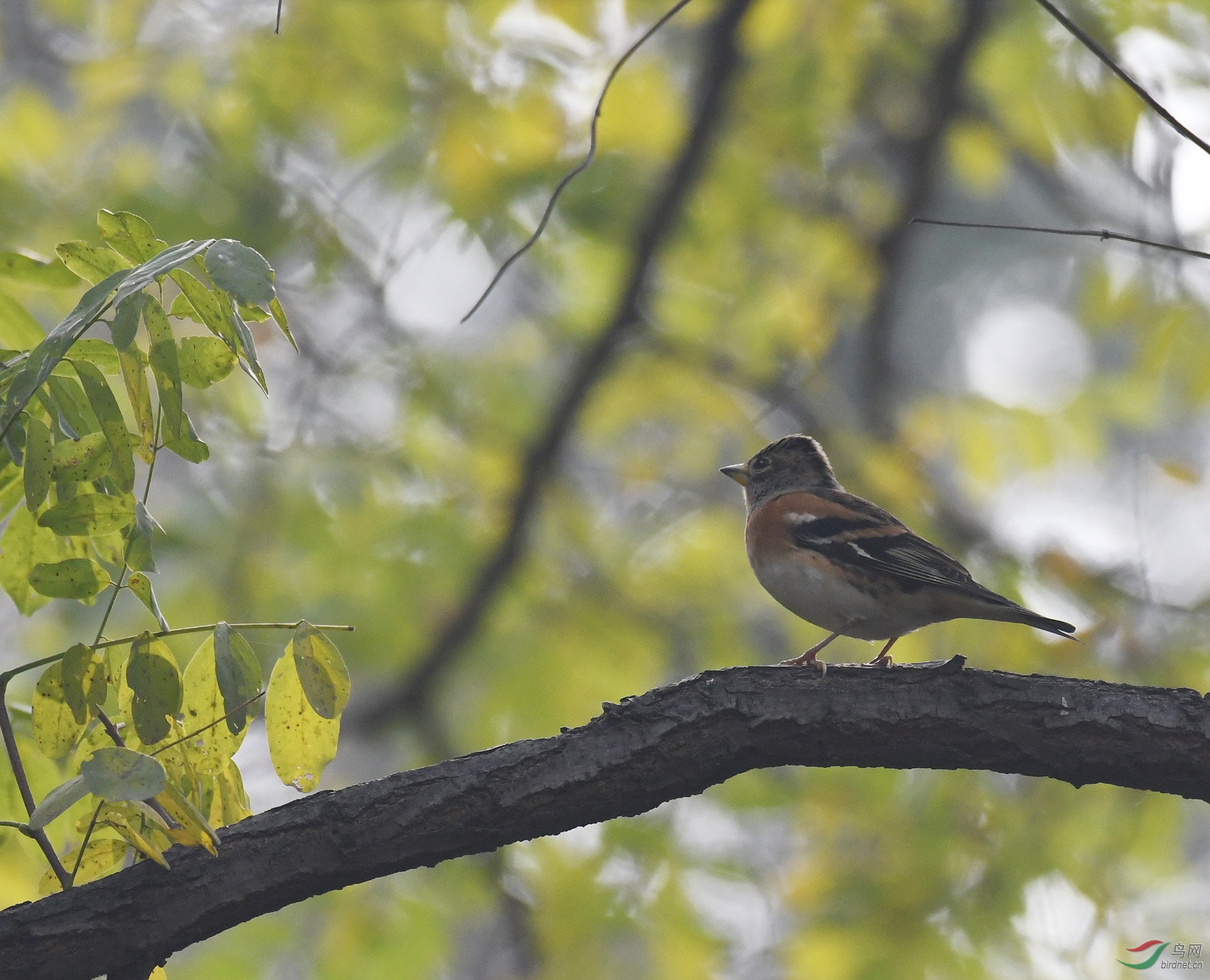 ������Ӱ 108����.jpg