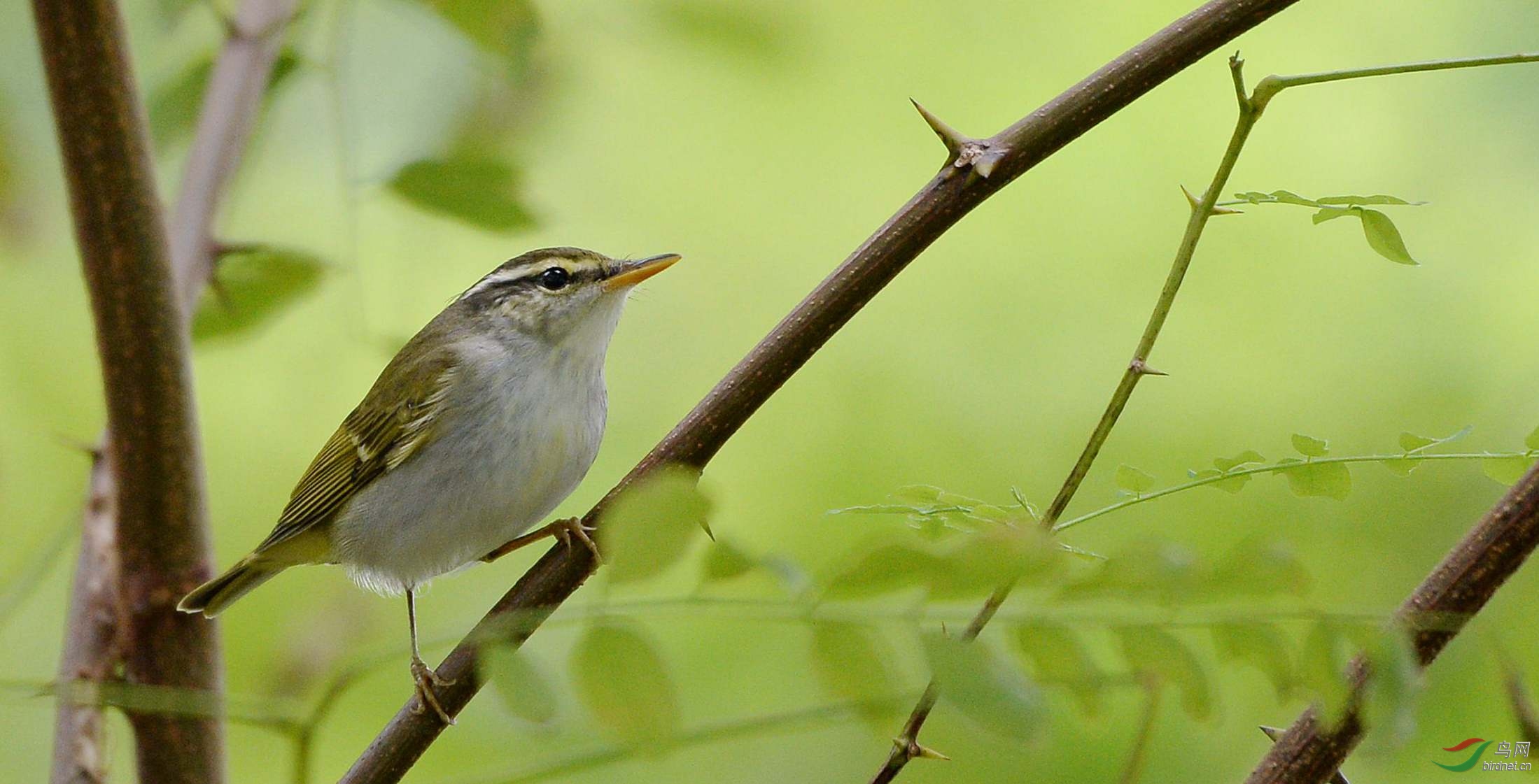 活蹦乱跳的冕柳莺