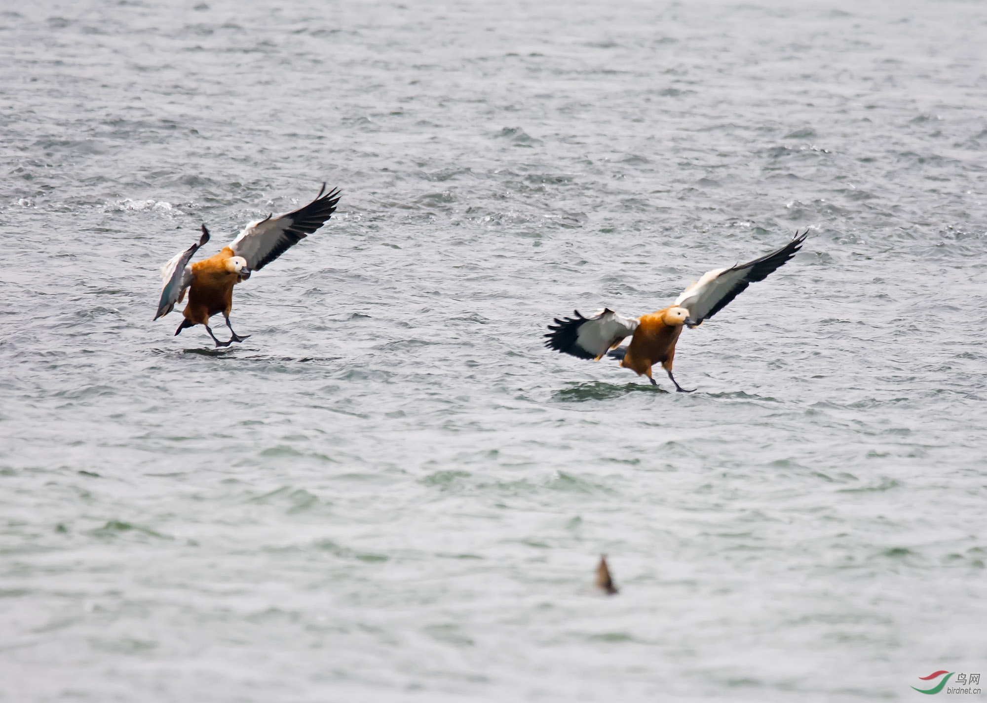 DSC_9962.jpg