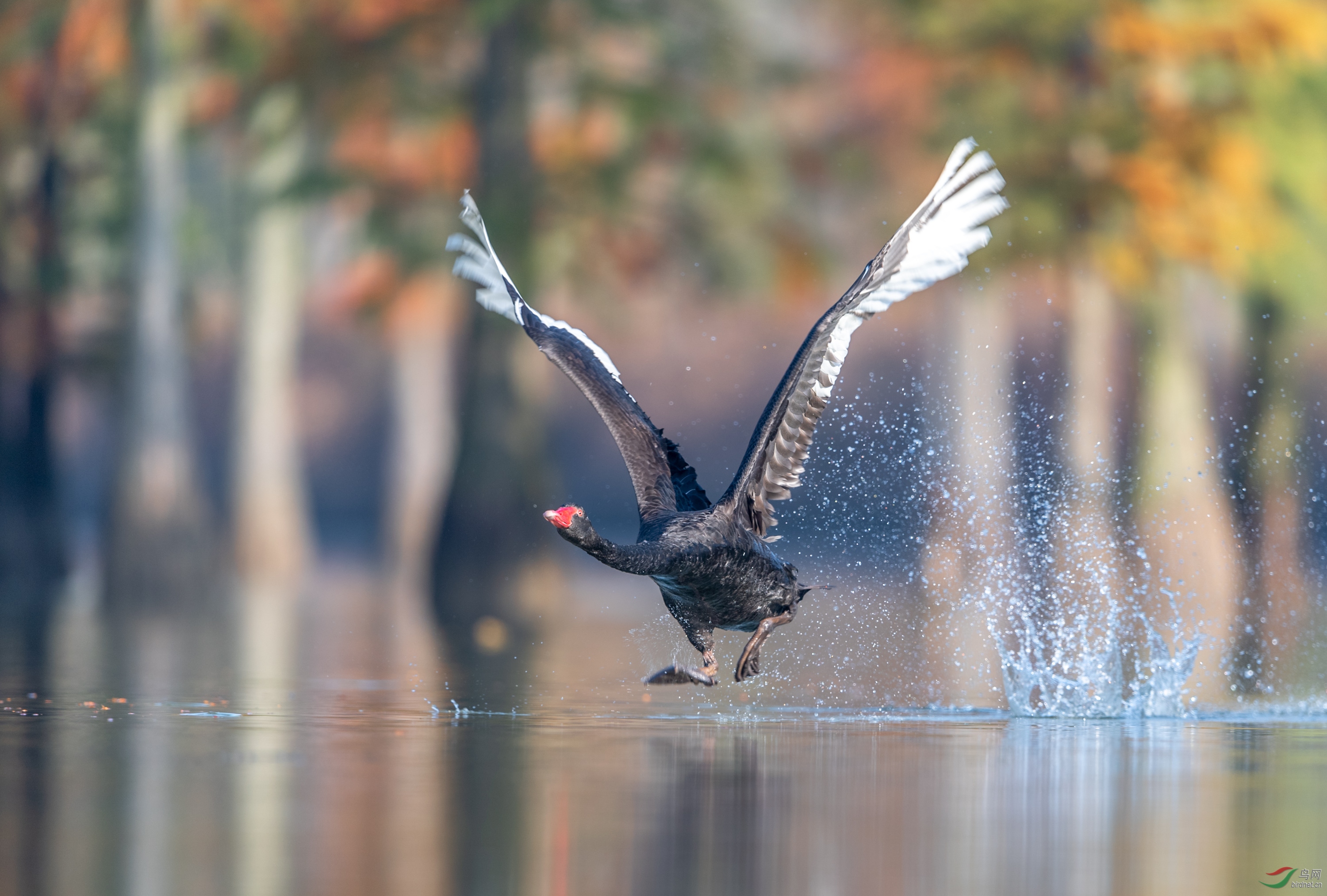 一飞冲天——黑天鹅