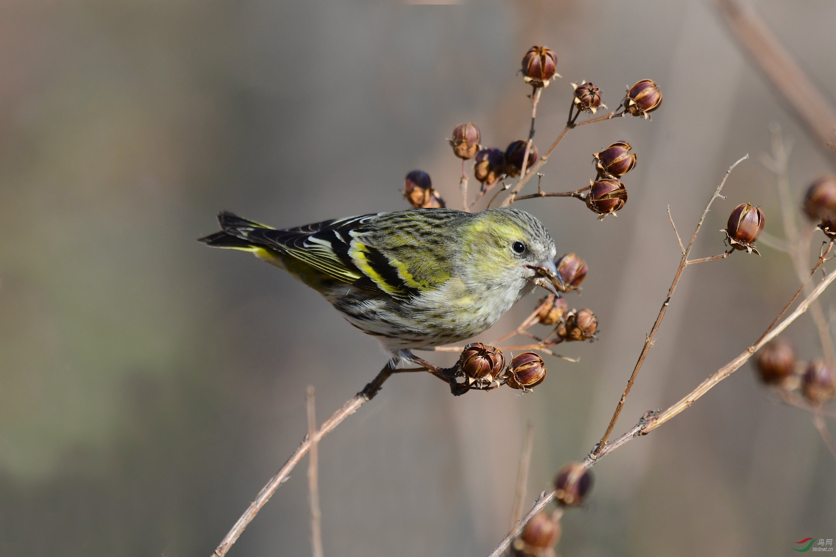 DSC_2197.JPG