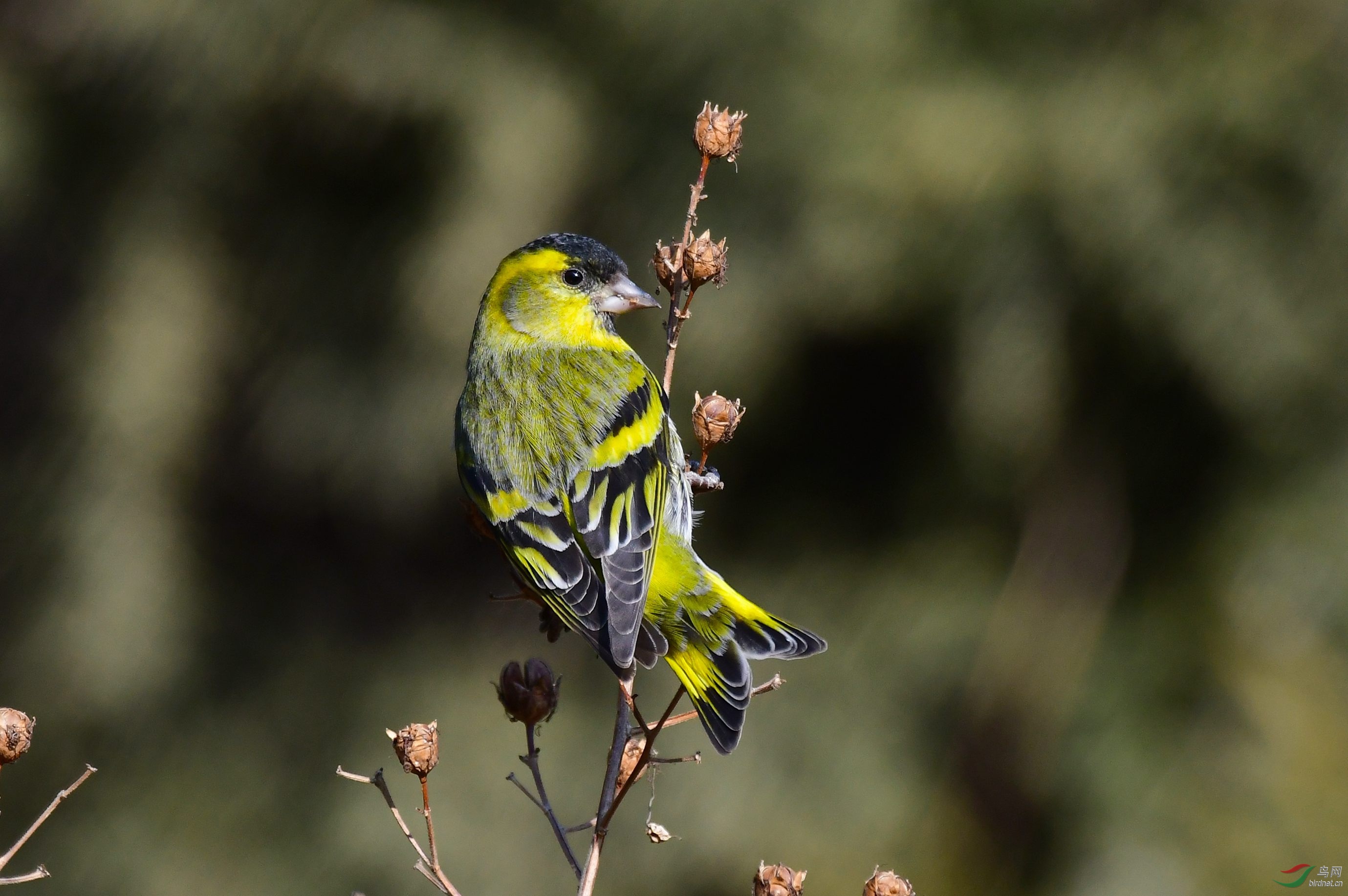 DSC_1844.JPG