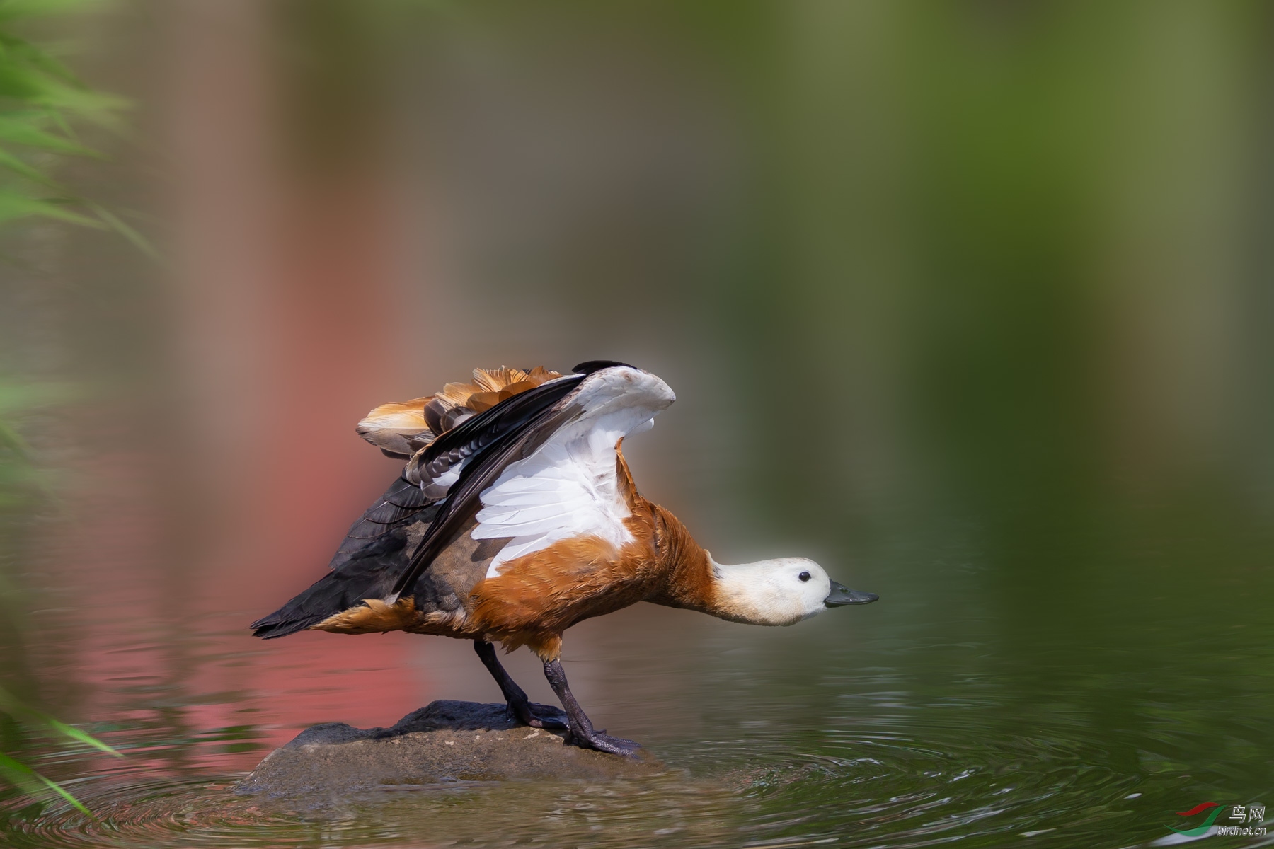 赤麻鸭～～亮翅
