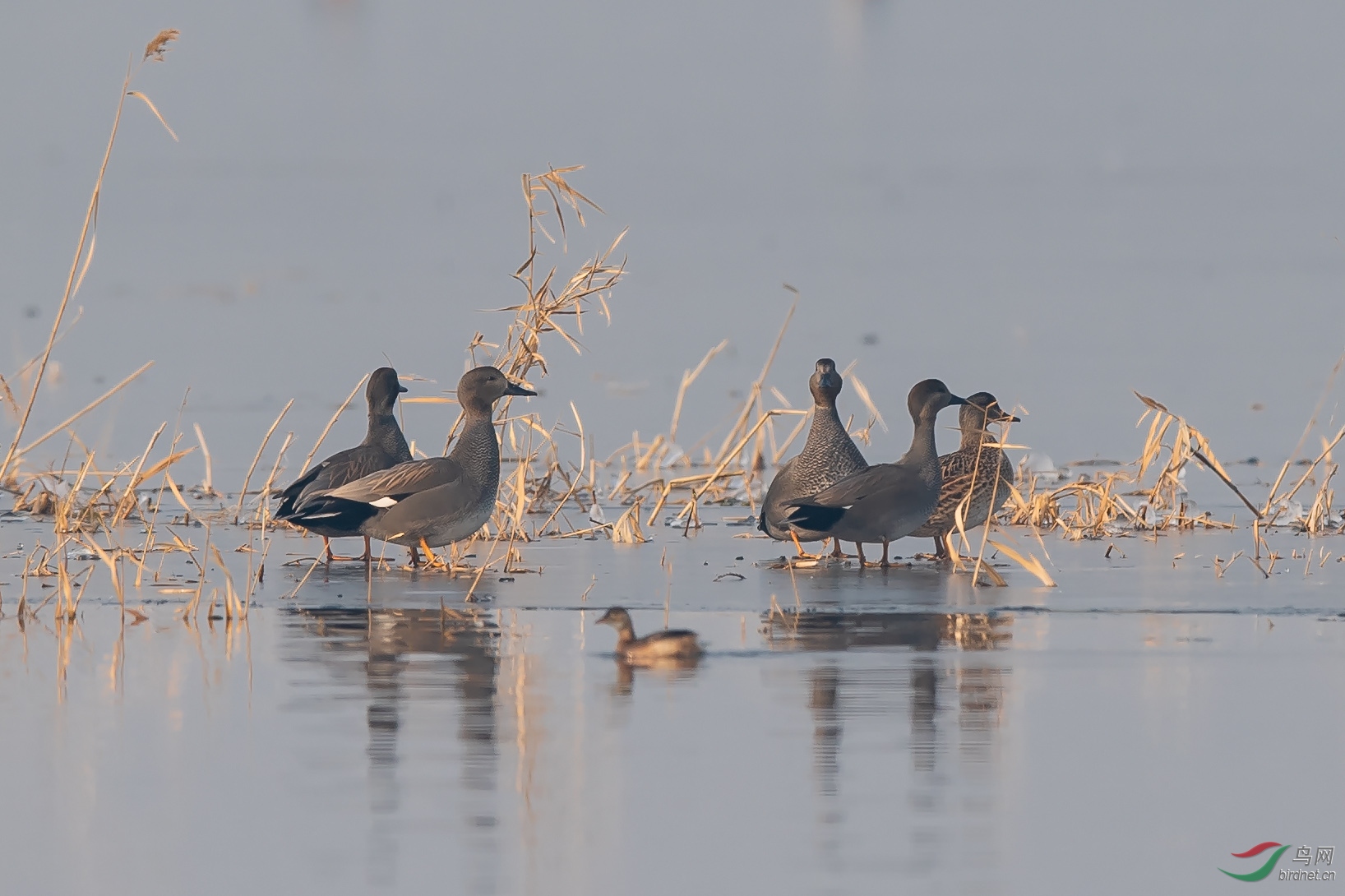 DSC_6562-ps.jpg