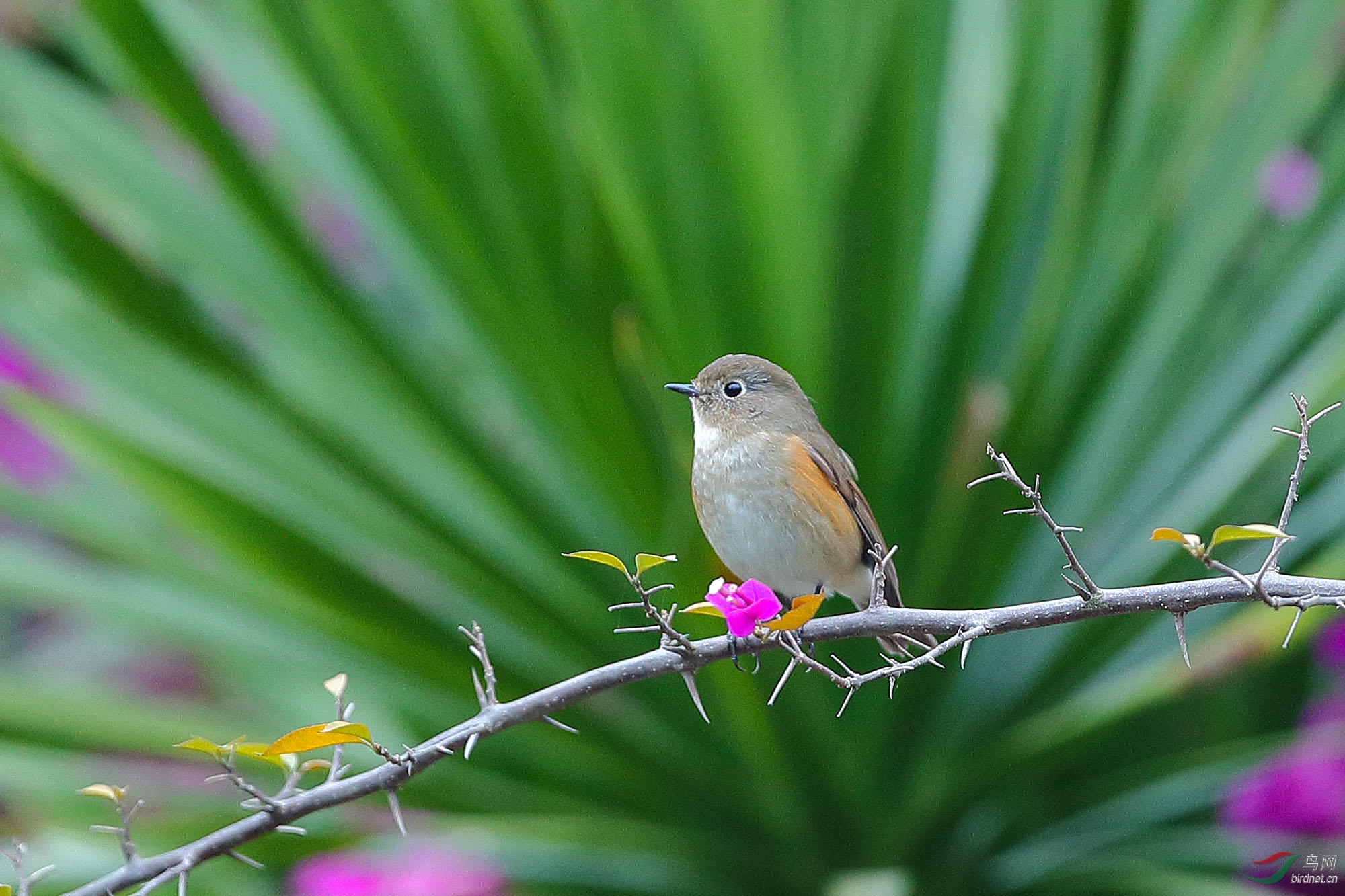簕杜鹃上的红胁蓝尾鸲