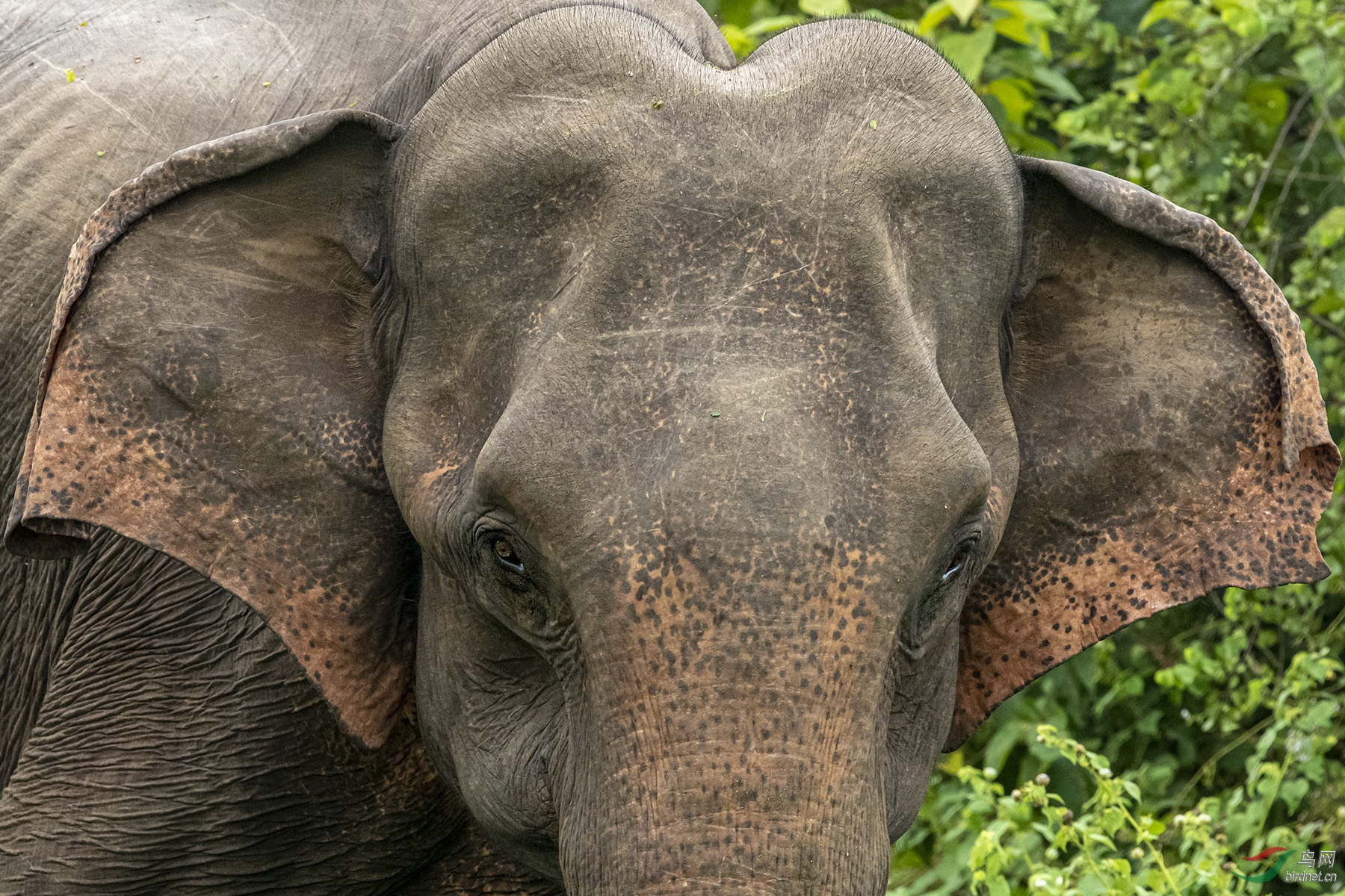 大象小眼睛亚洲象