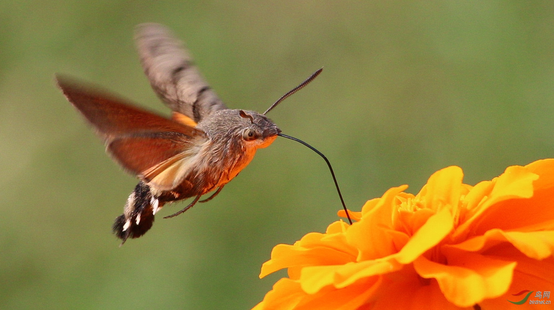 ���ڴ���