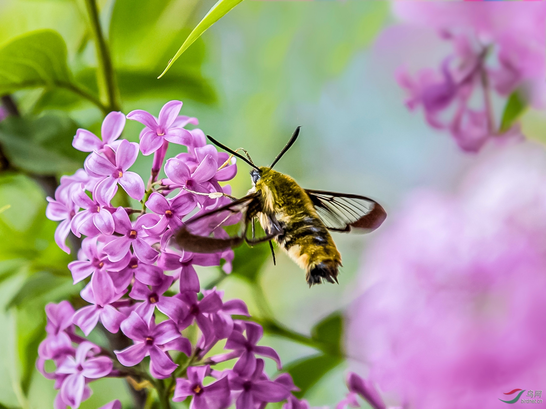 丁香花丛中的透翅天蛾