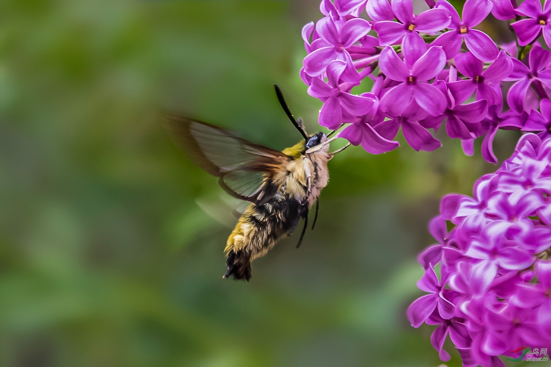 丁香花丛中的透翅天蛾