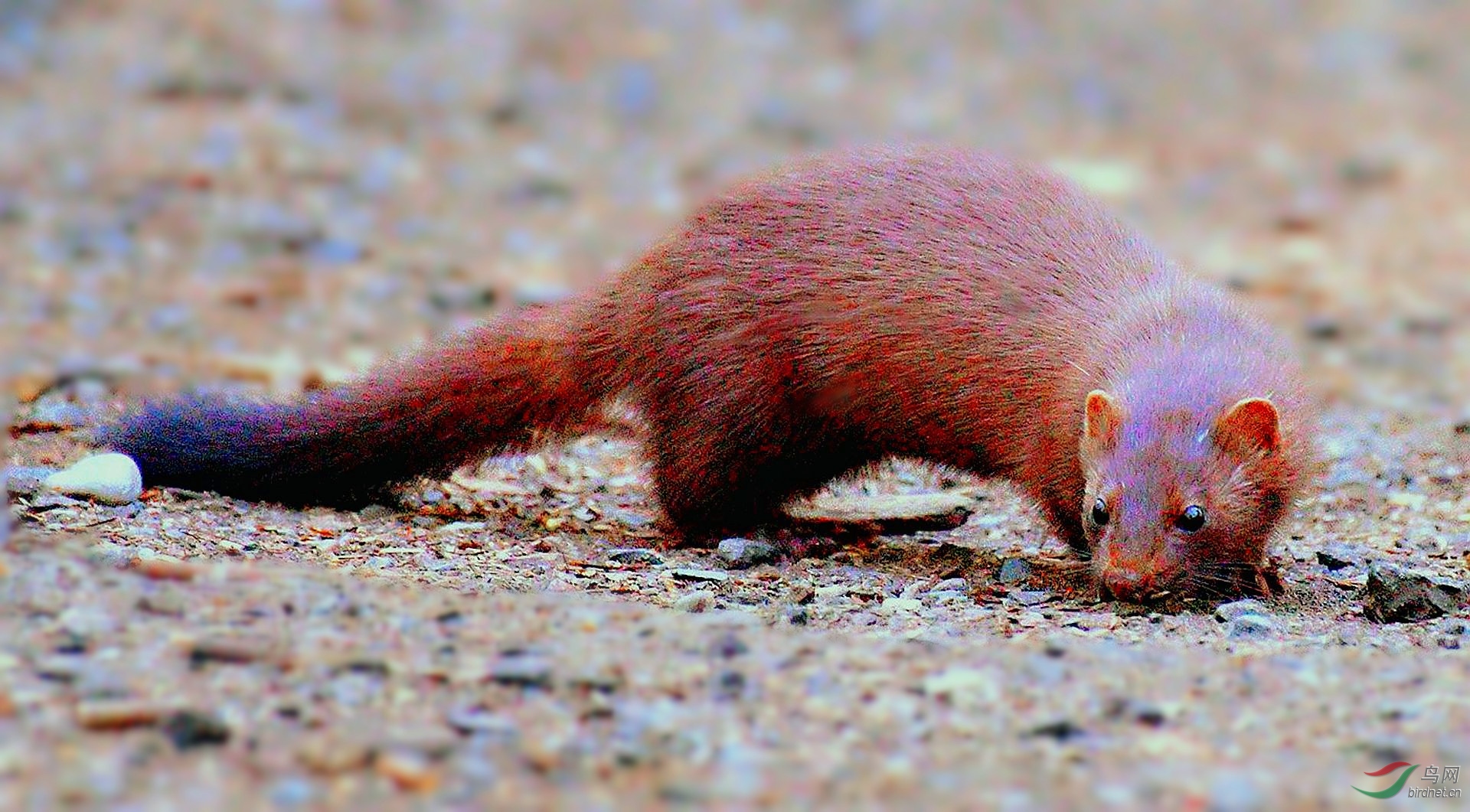 [其它] 【 北美水鼬---2 】