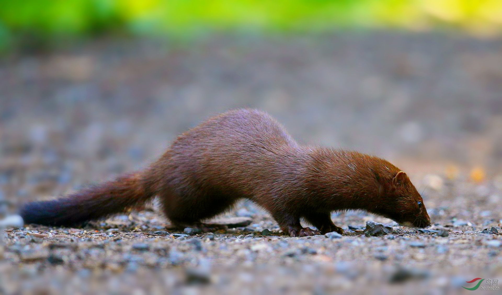 [其它] 【 北美水鼬---2 】