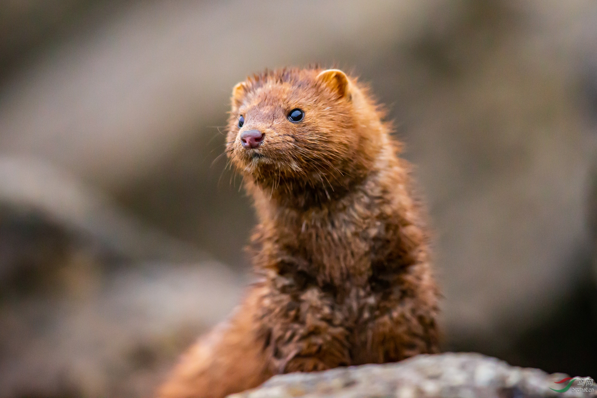 [其它] 【 北美水鼬---2 】