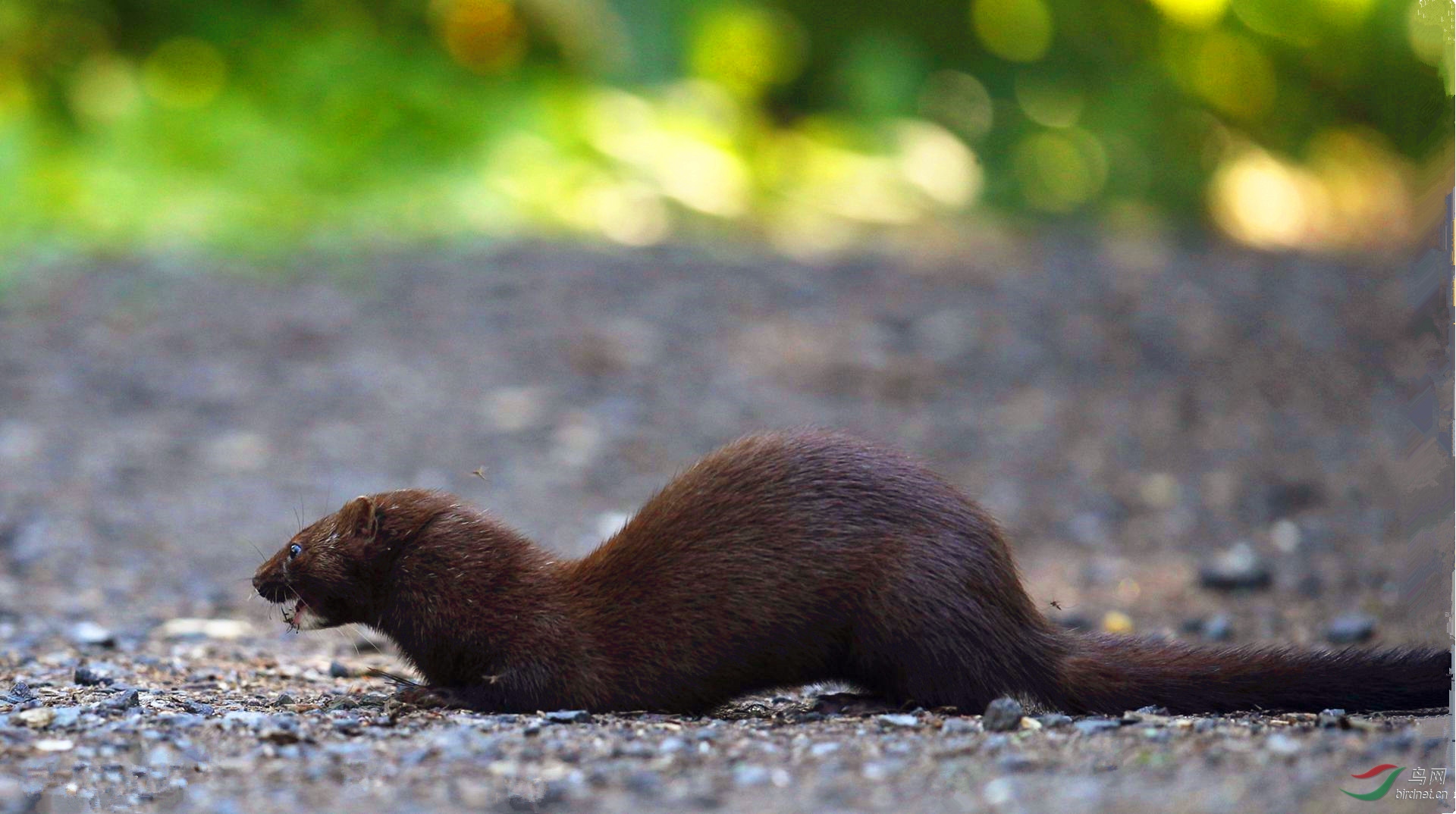 [其它] 【 北美水鼬---2 】