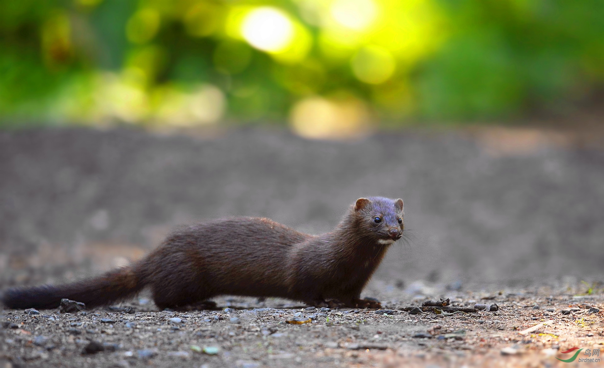 [其它] 【 北美水鼬---2 】