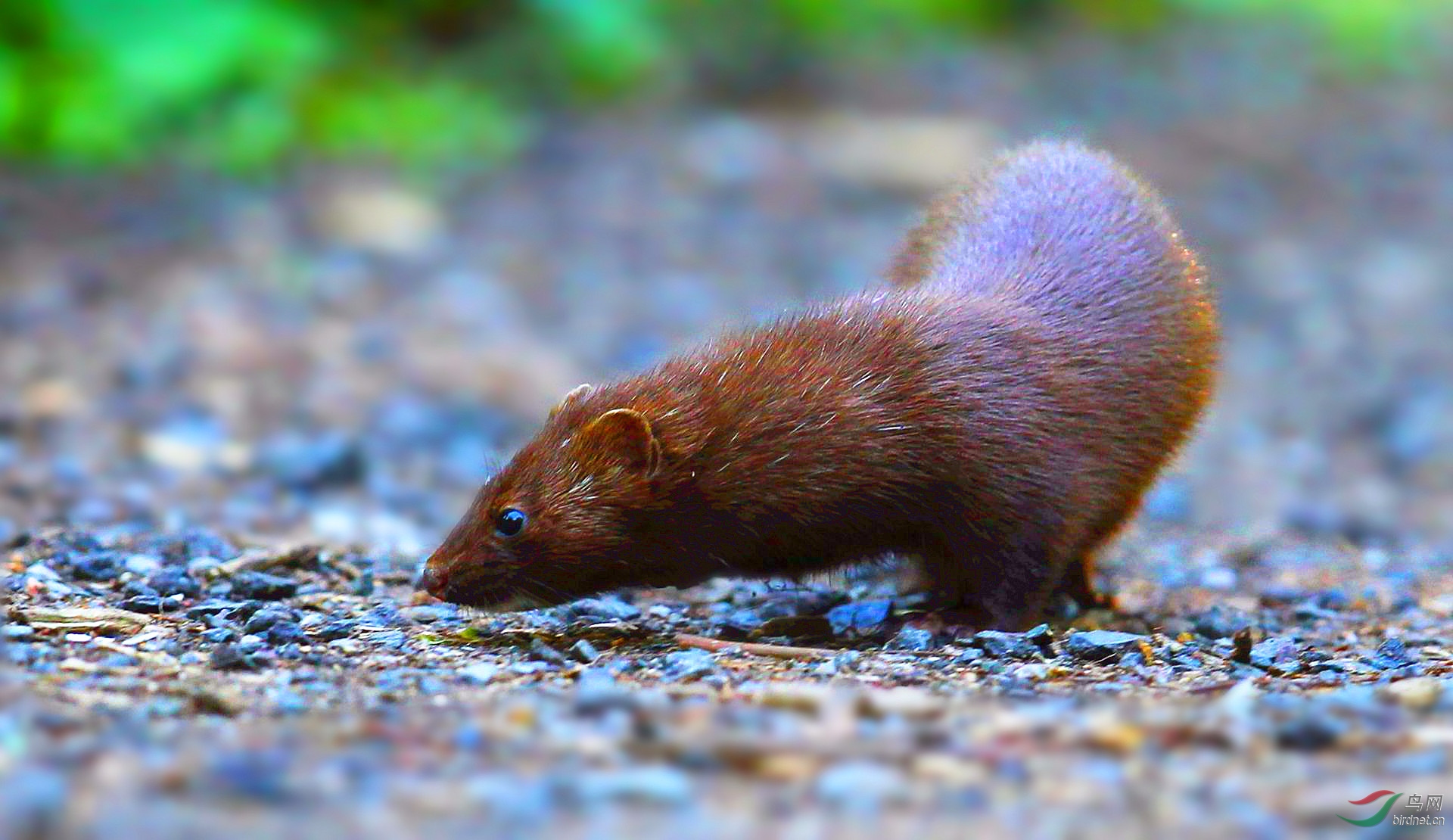 [其它] 【 北美水鼬---2 】