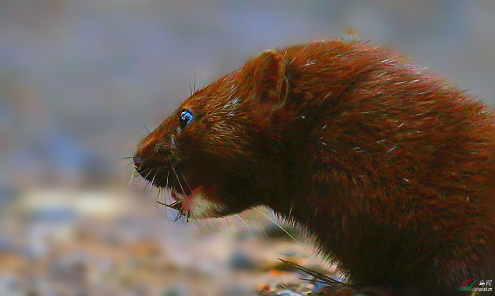 [其它] 【 北美水鼬---2 】