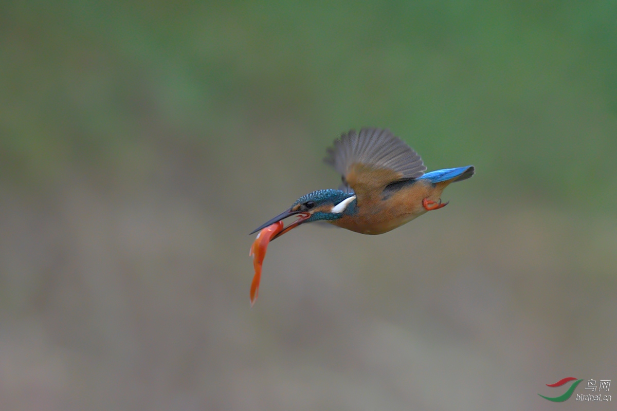 DSC_p7662.jpg