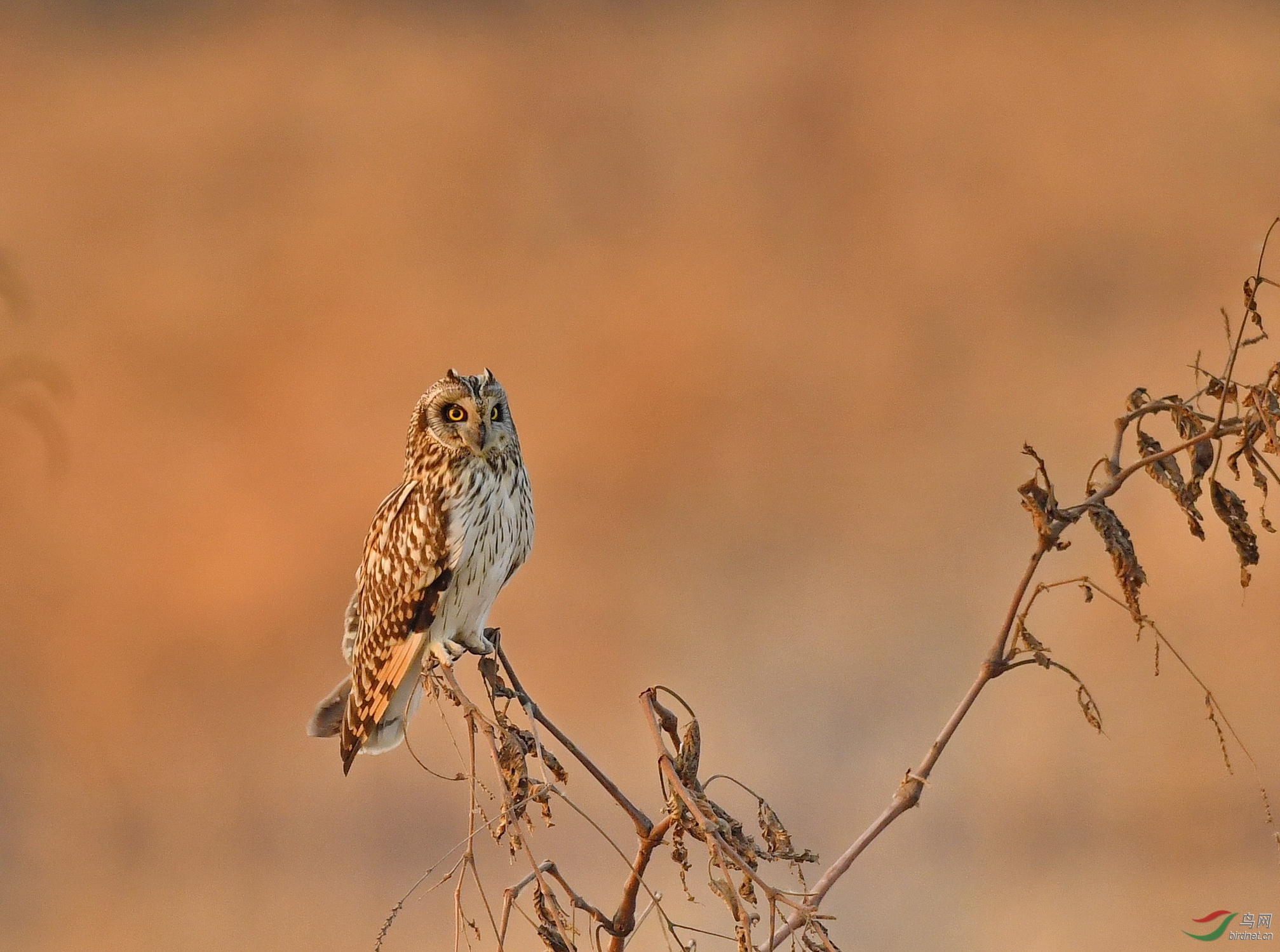 DSC_1589-1.JPG